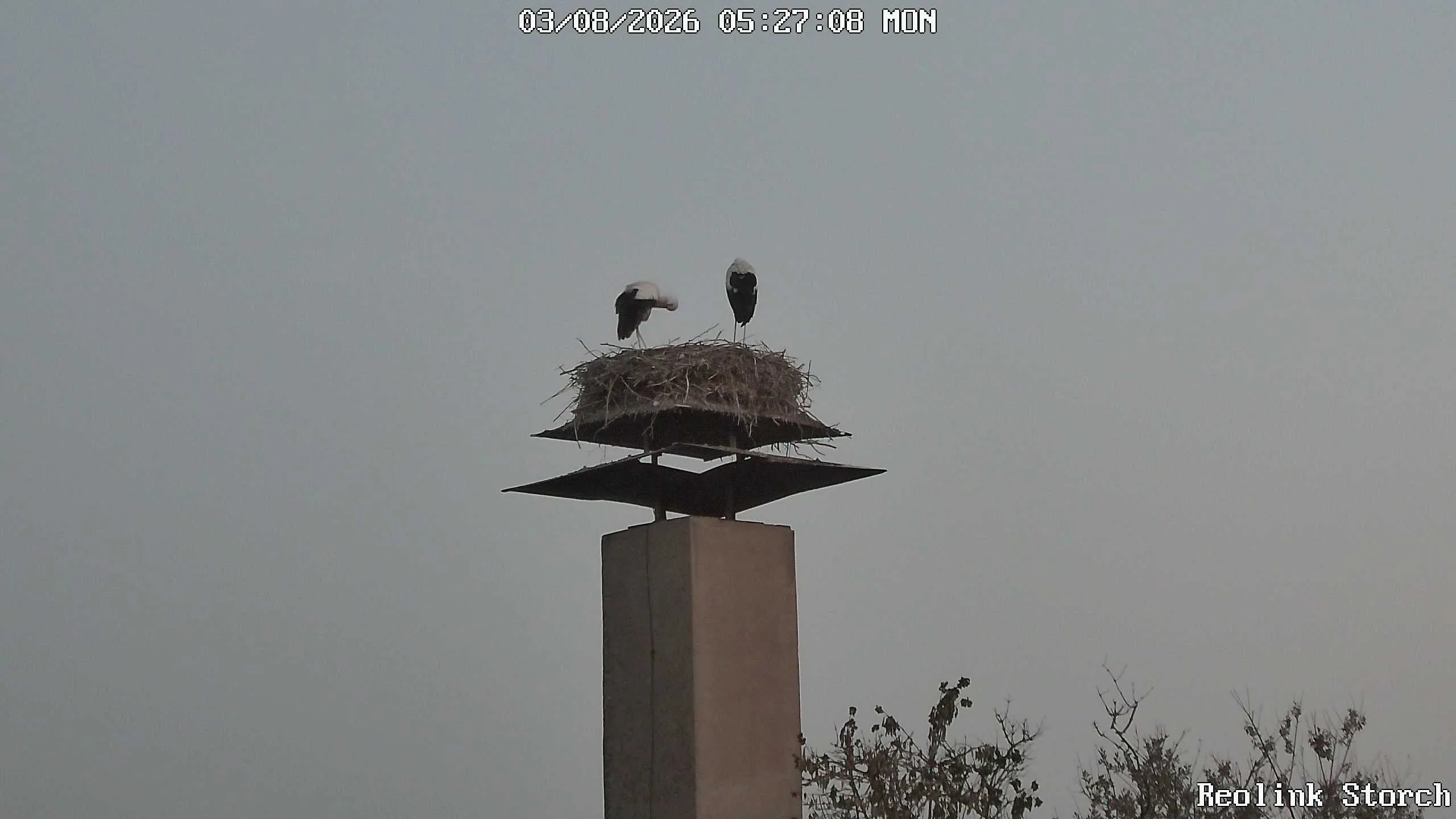 Storchencam Bild