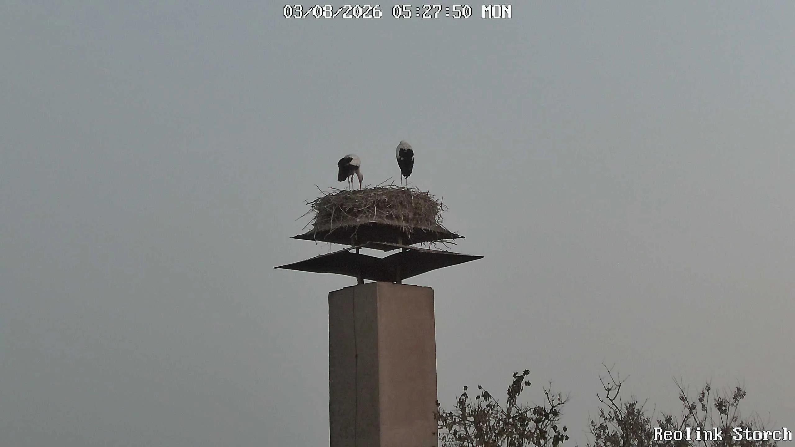 Storchencam Bild
