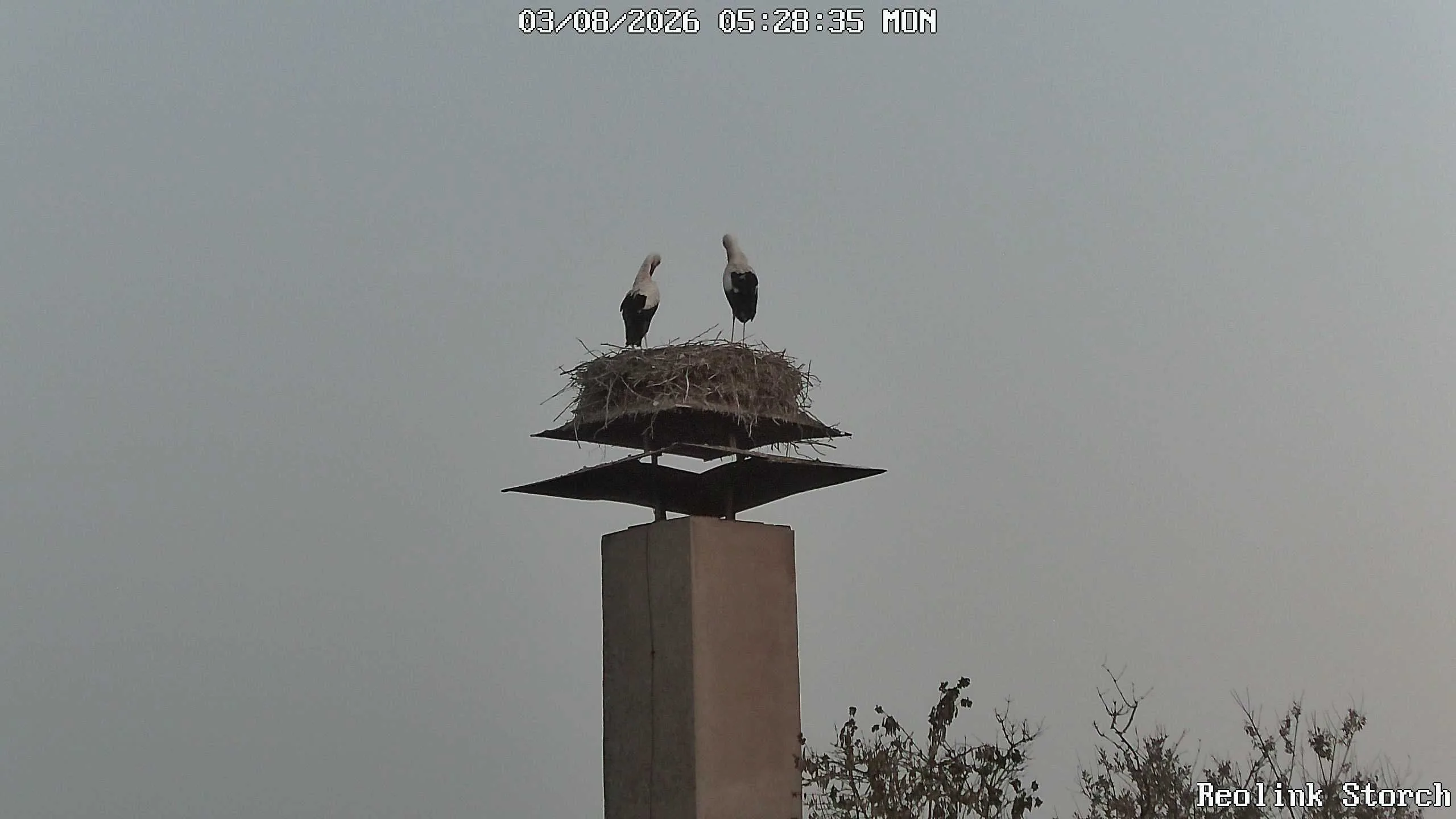 Storchencam Bild