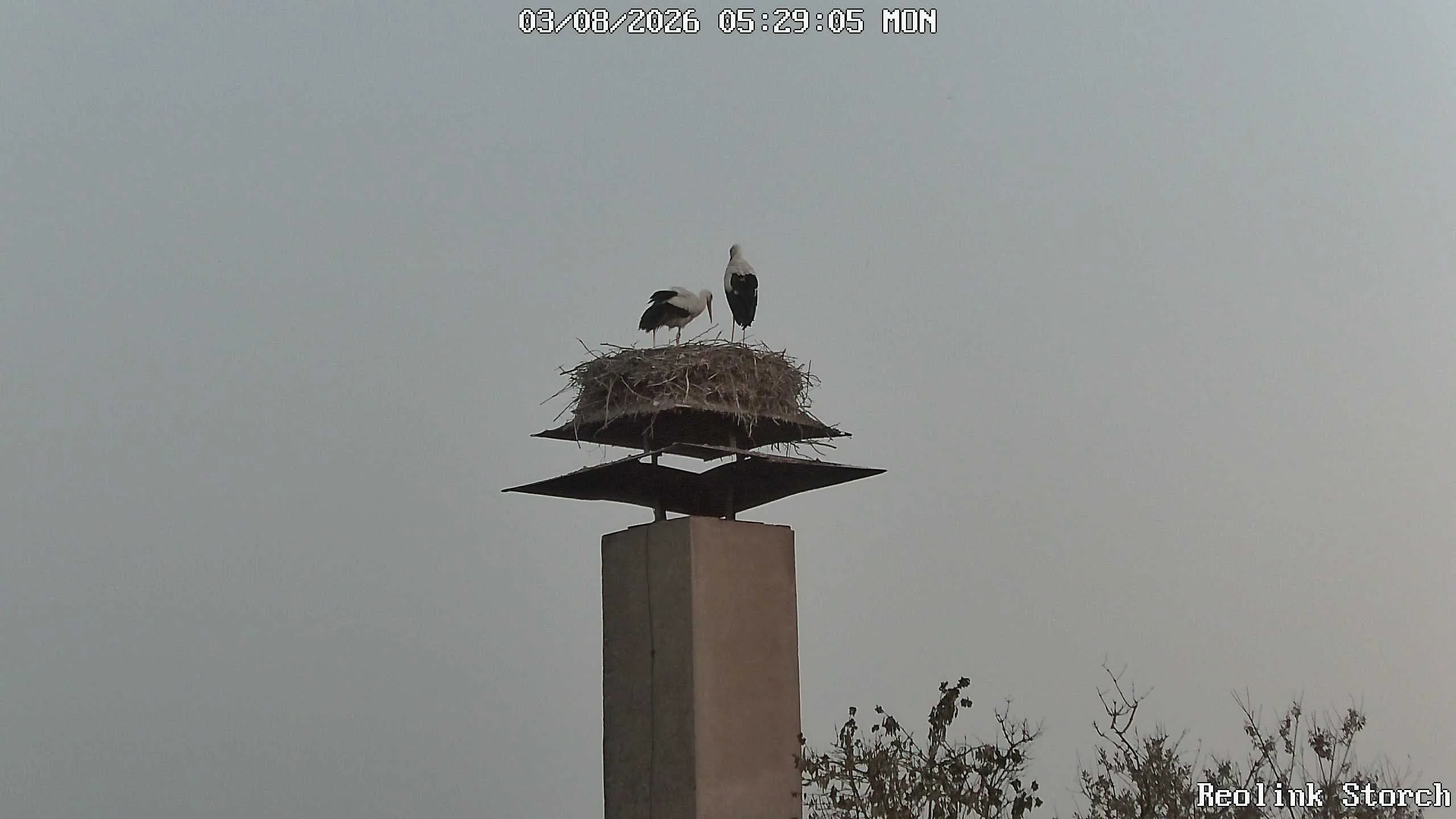Storchencam Bild