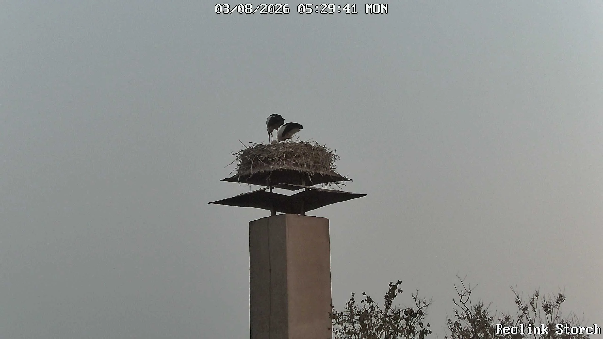 Storchencam Bild