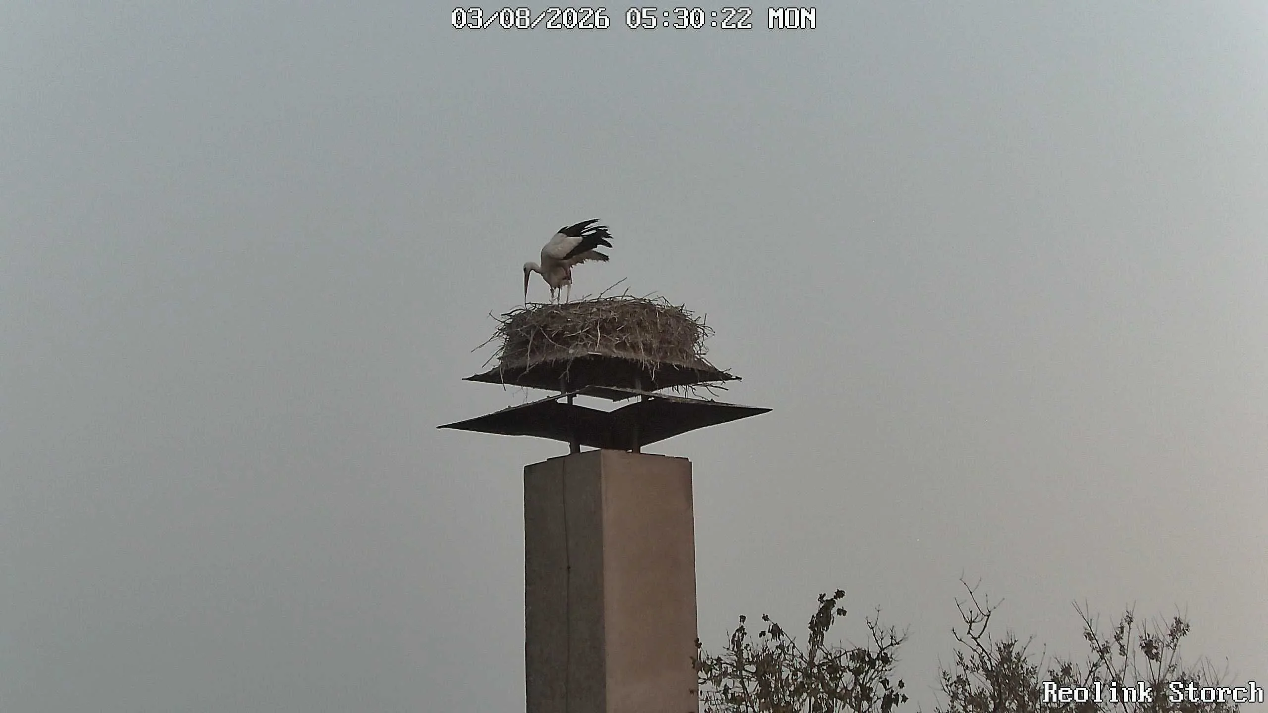 Storchencam Bild