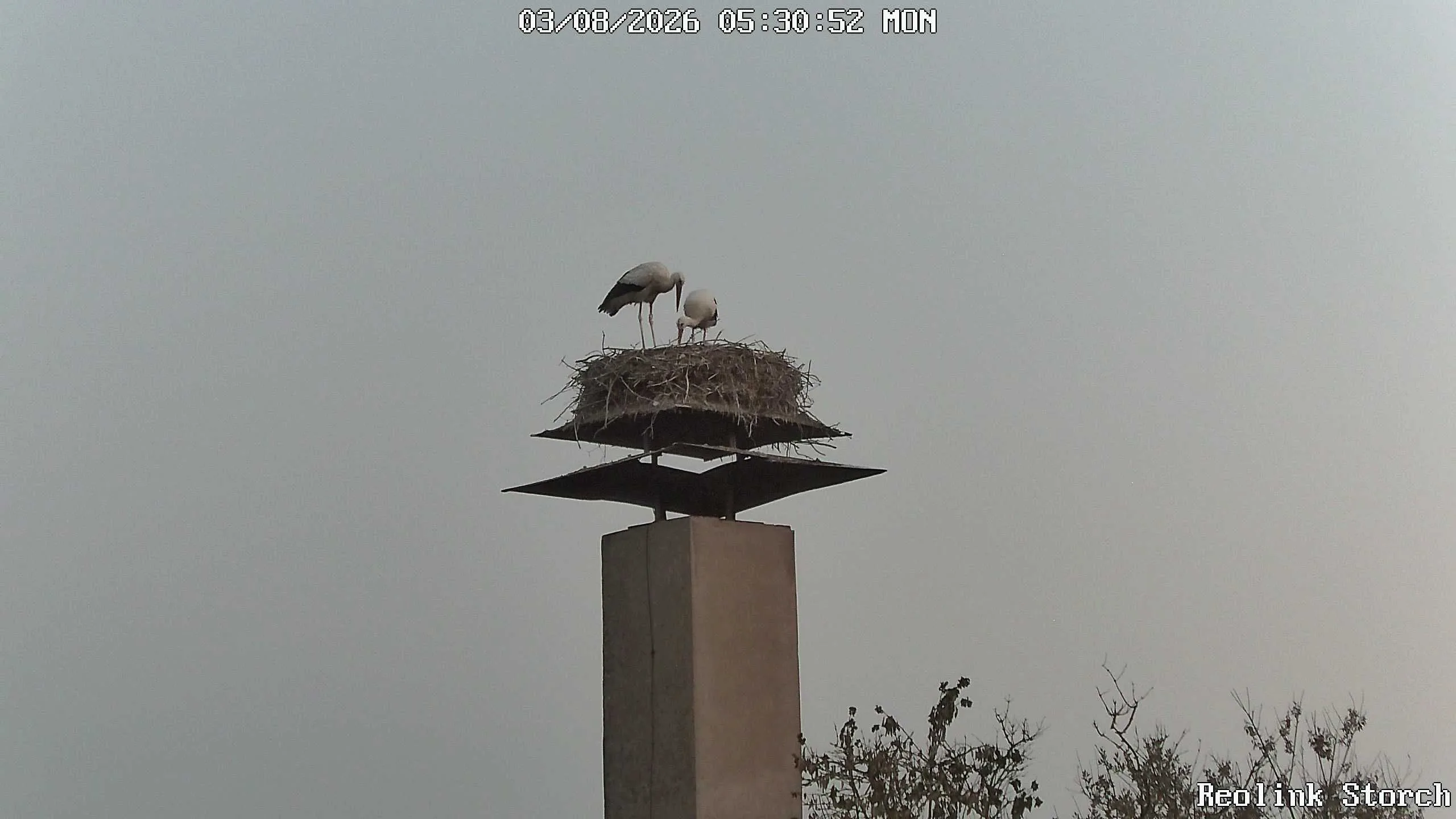 Storchencam Bild
