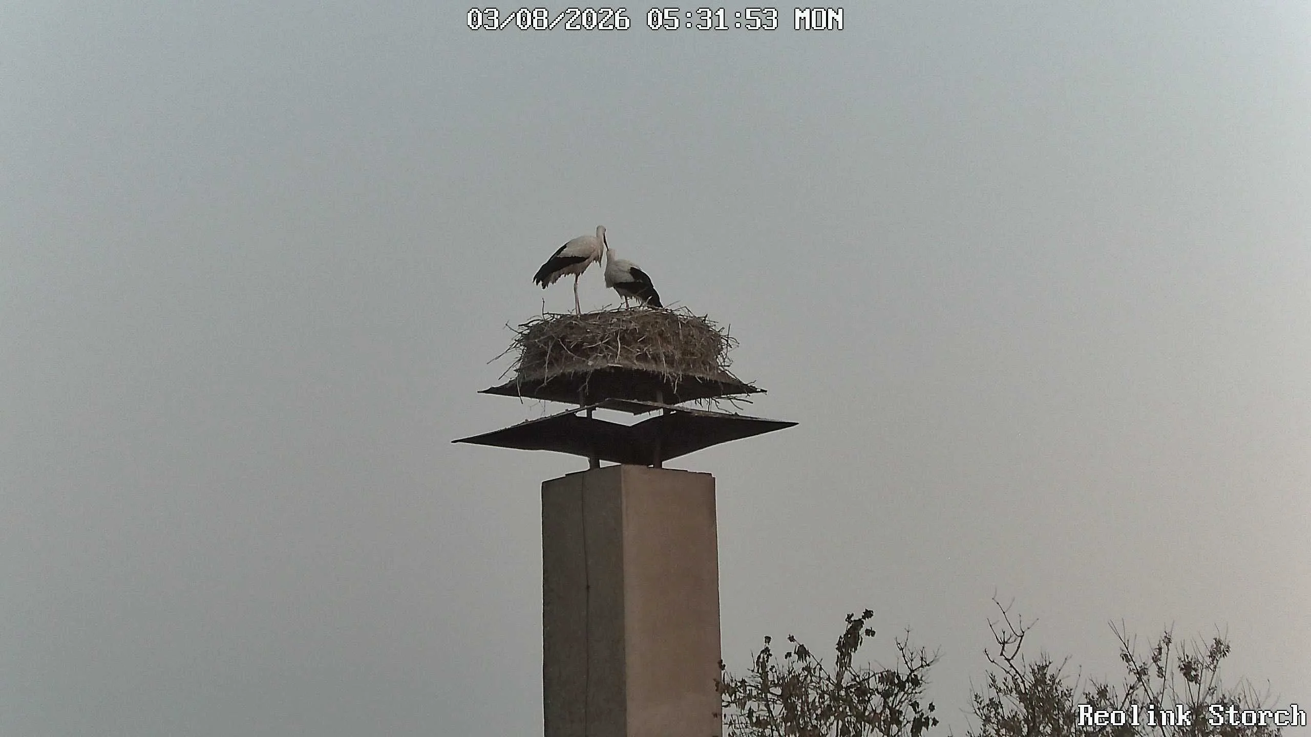 Storchencam Bild