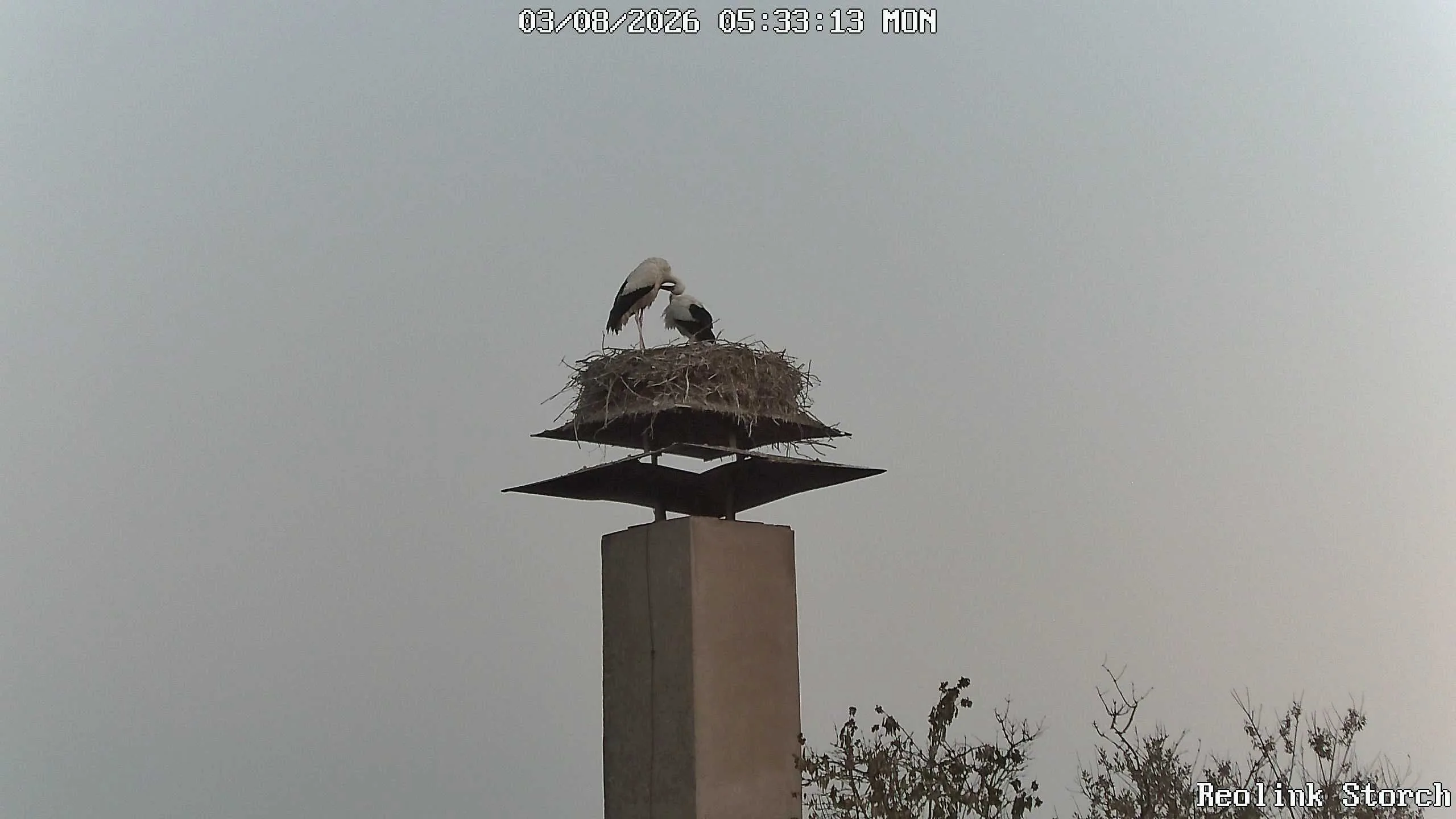 Storchencam Bild