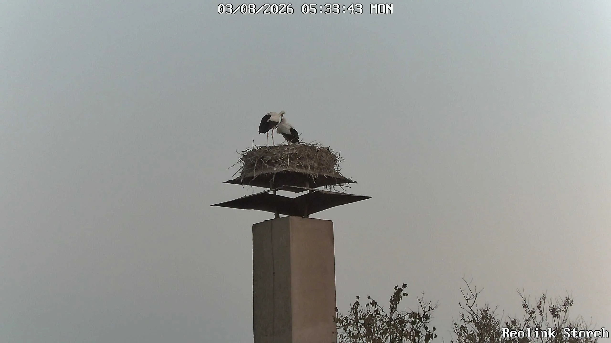 Storchencam Bild