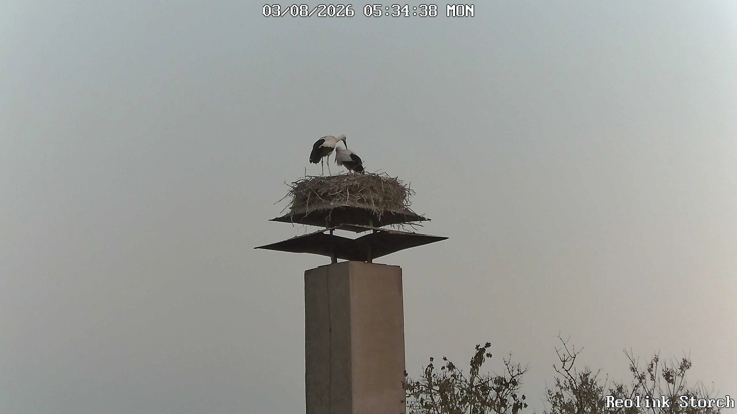 Storchencam Bild