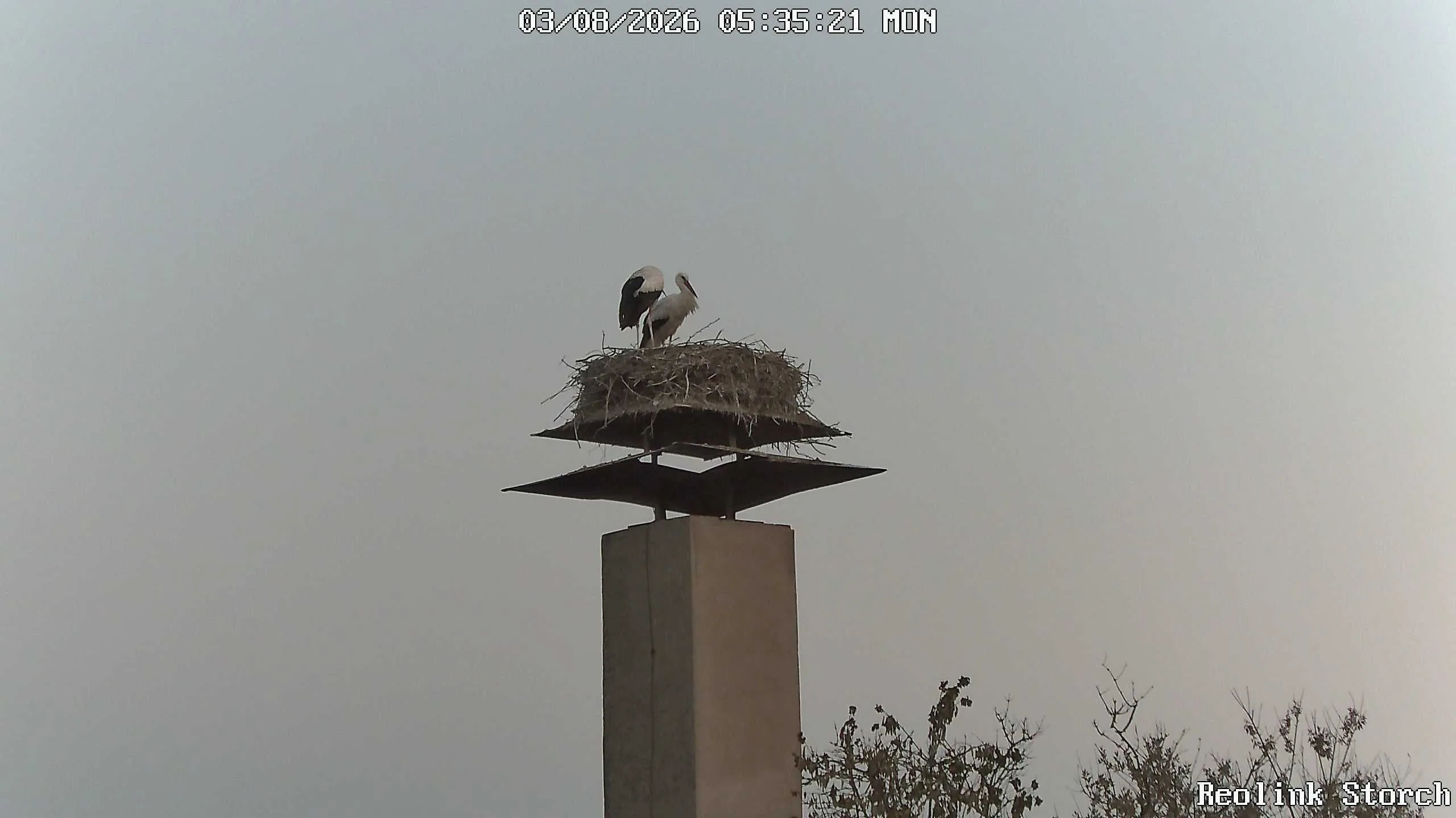 Storchencam Bild