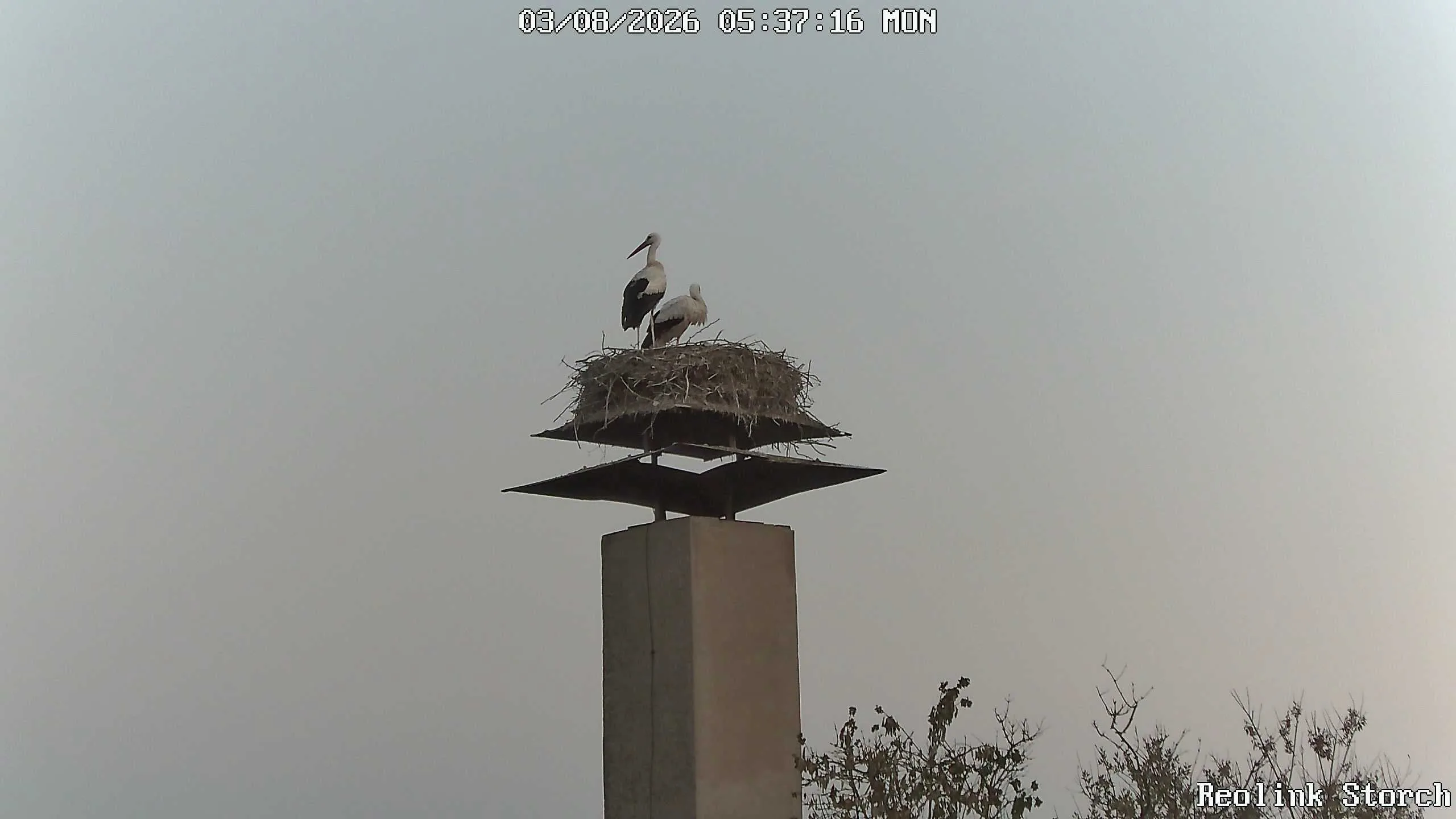 Storchencam Bild
