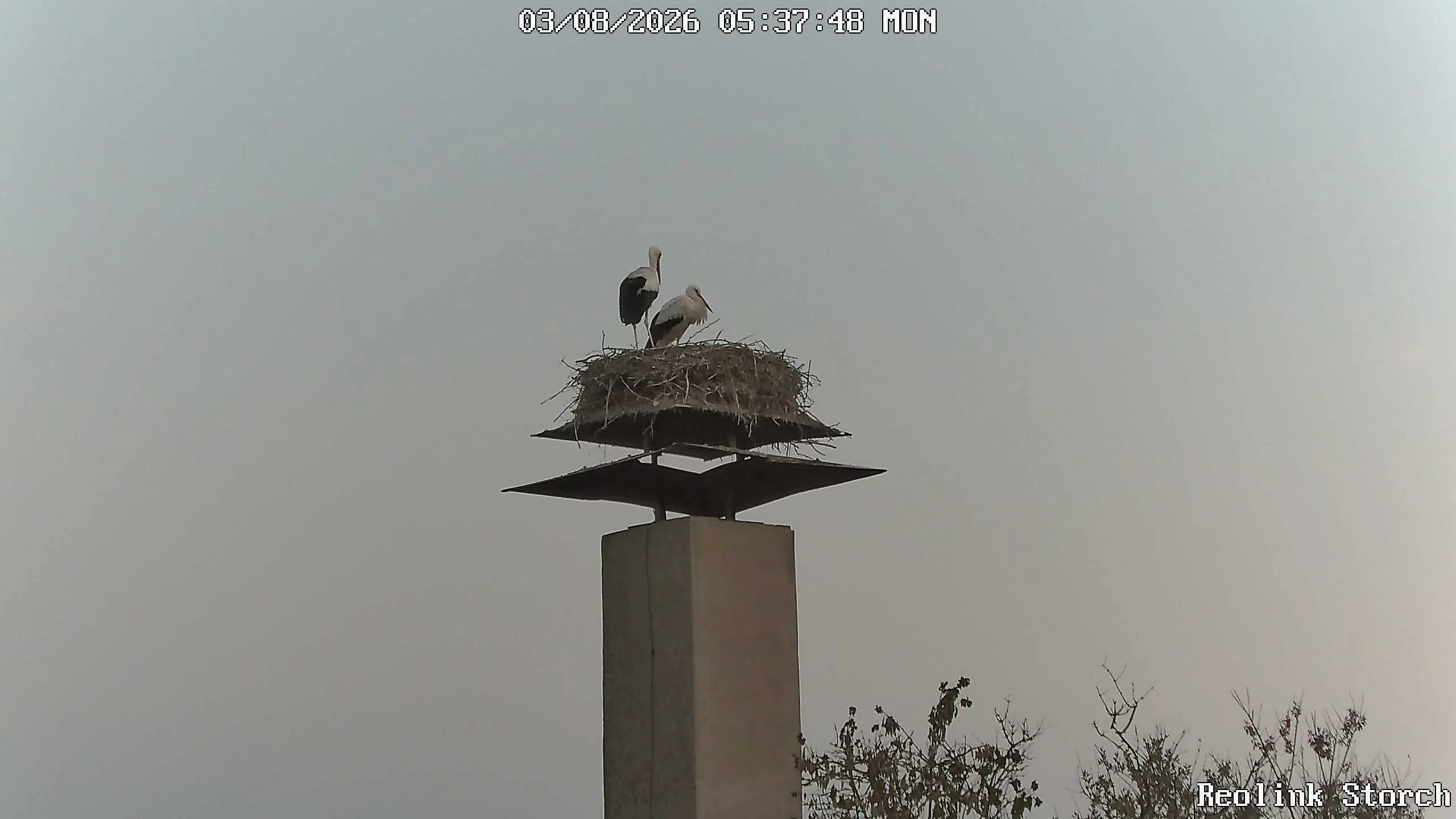 Storchencam Bild