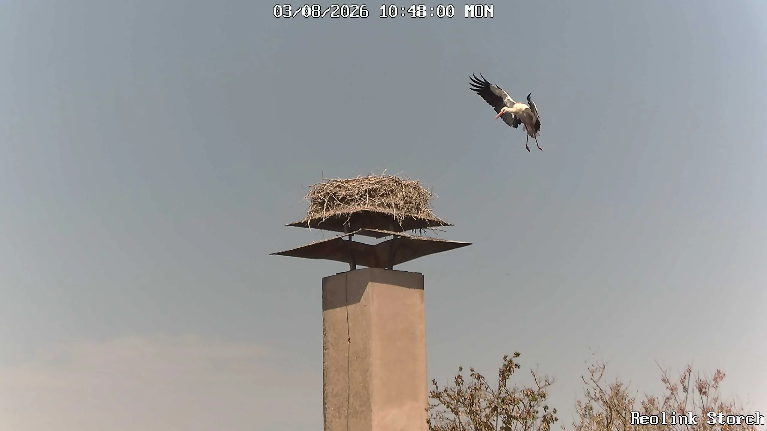 Storchencam Bild