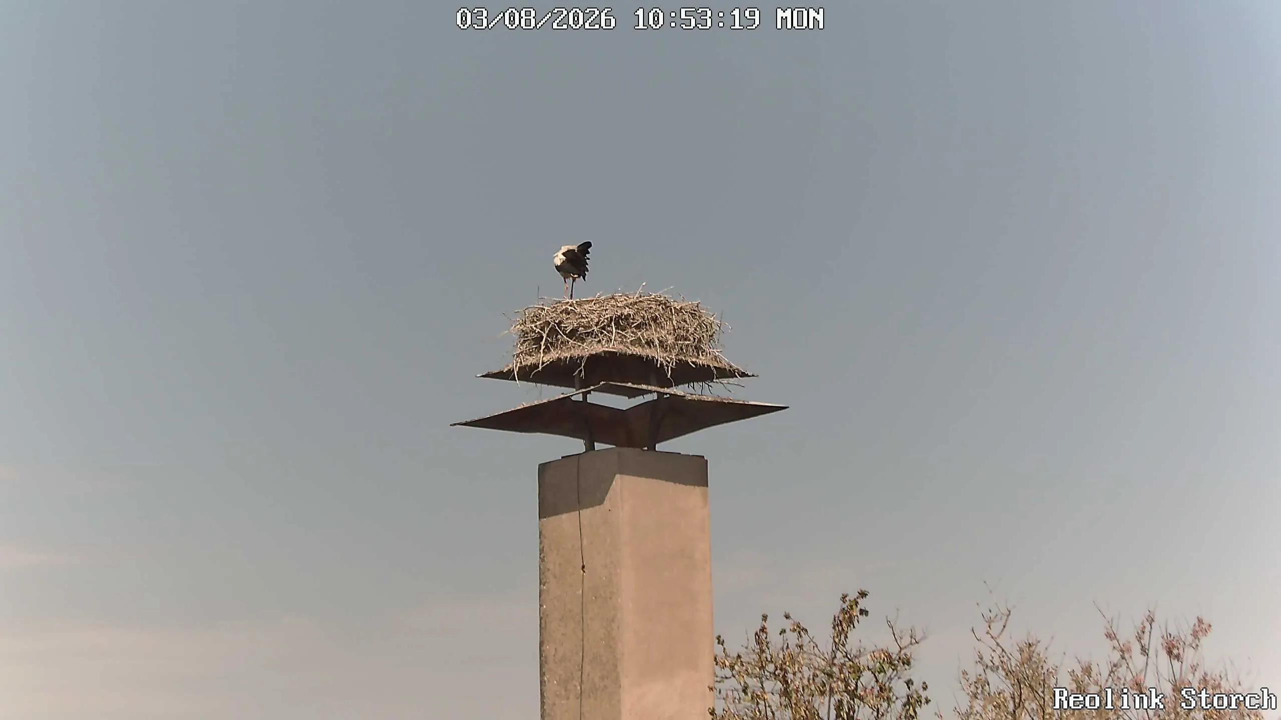Storchencam Bild