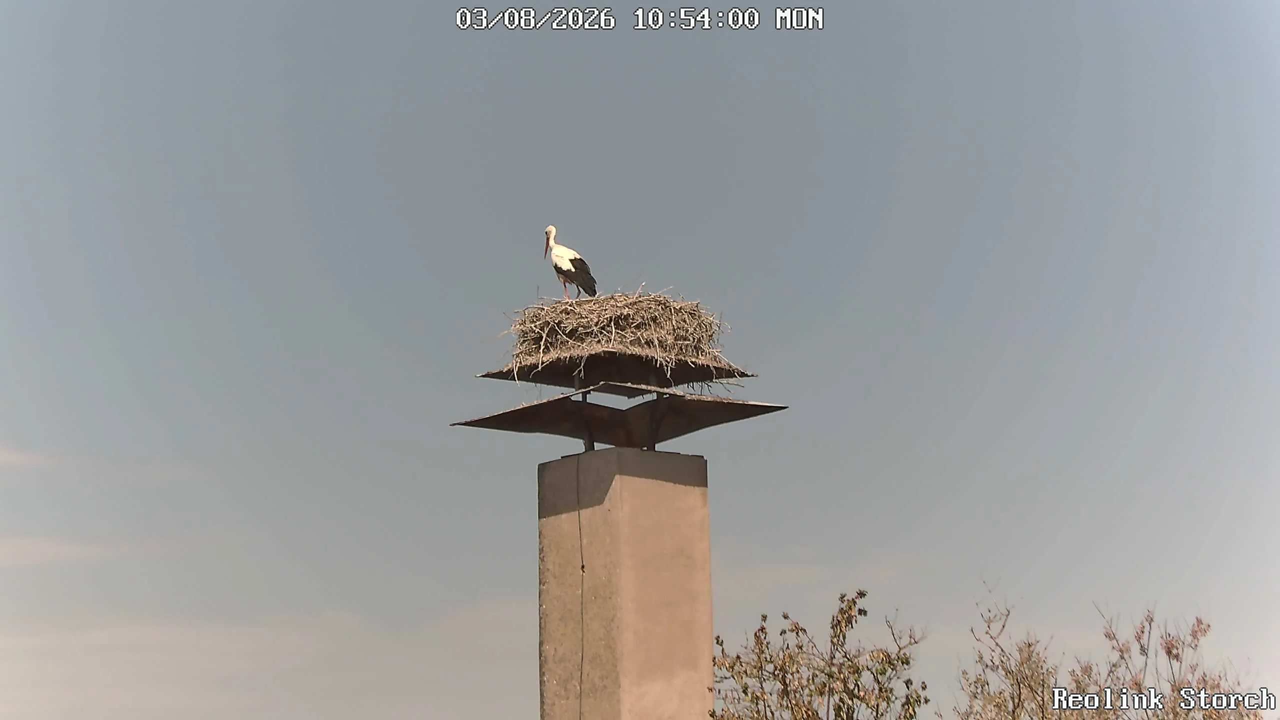 Storchencam Bild