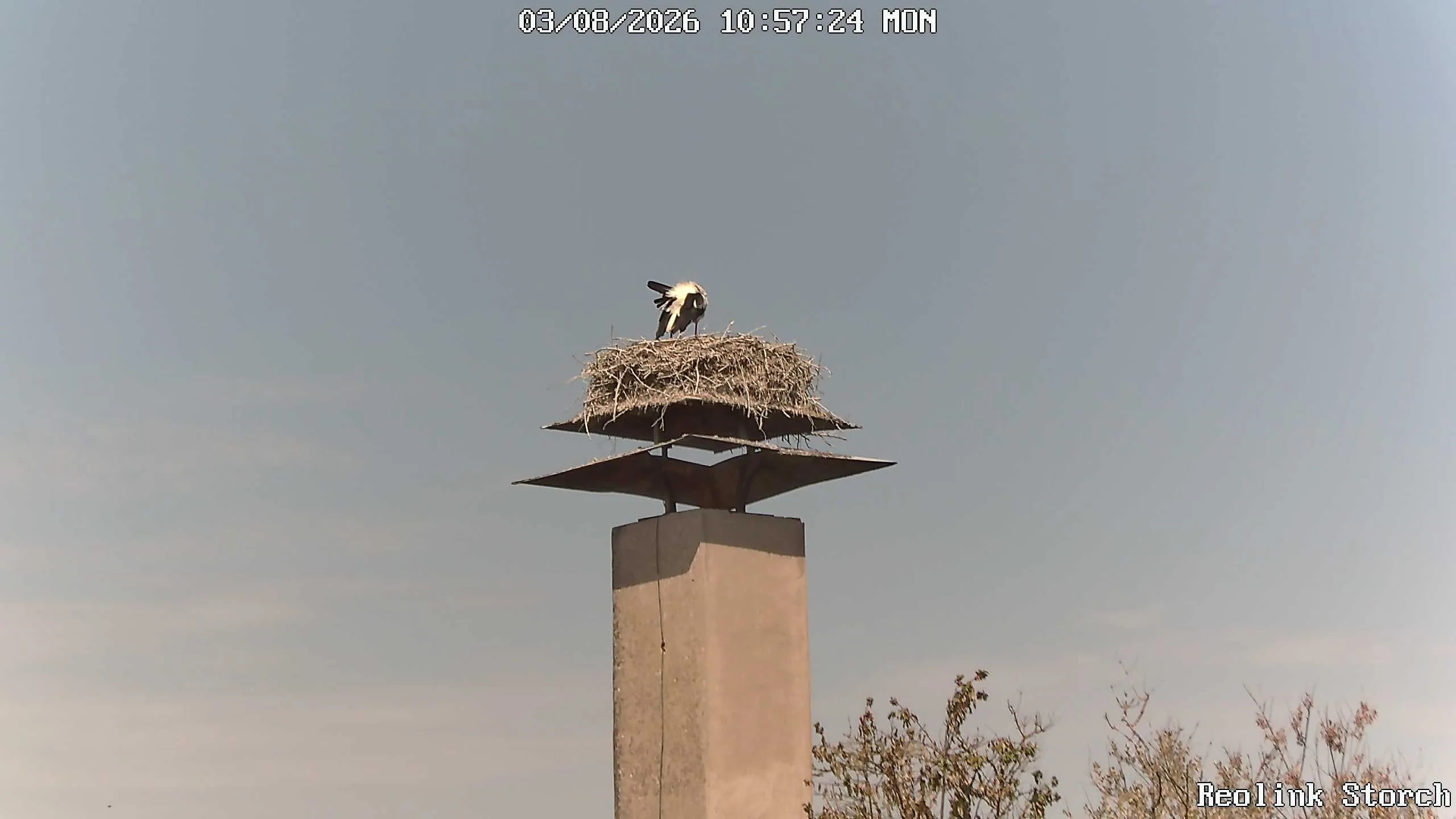 Storchencam Bild
