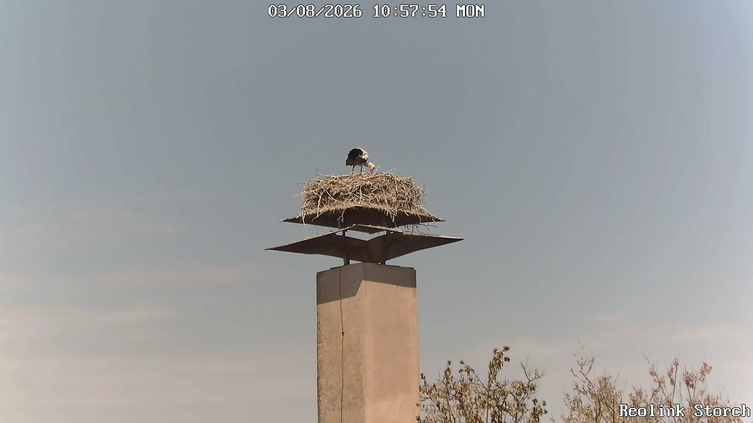 Storchencam Bild