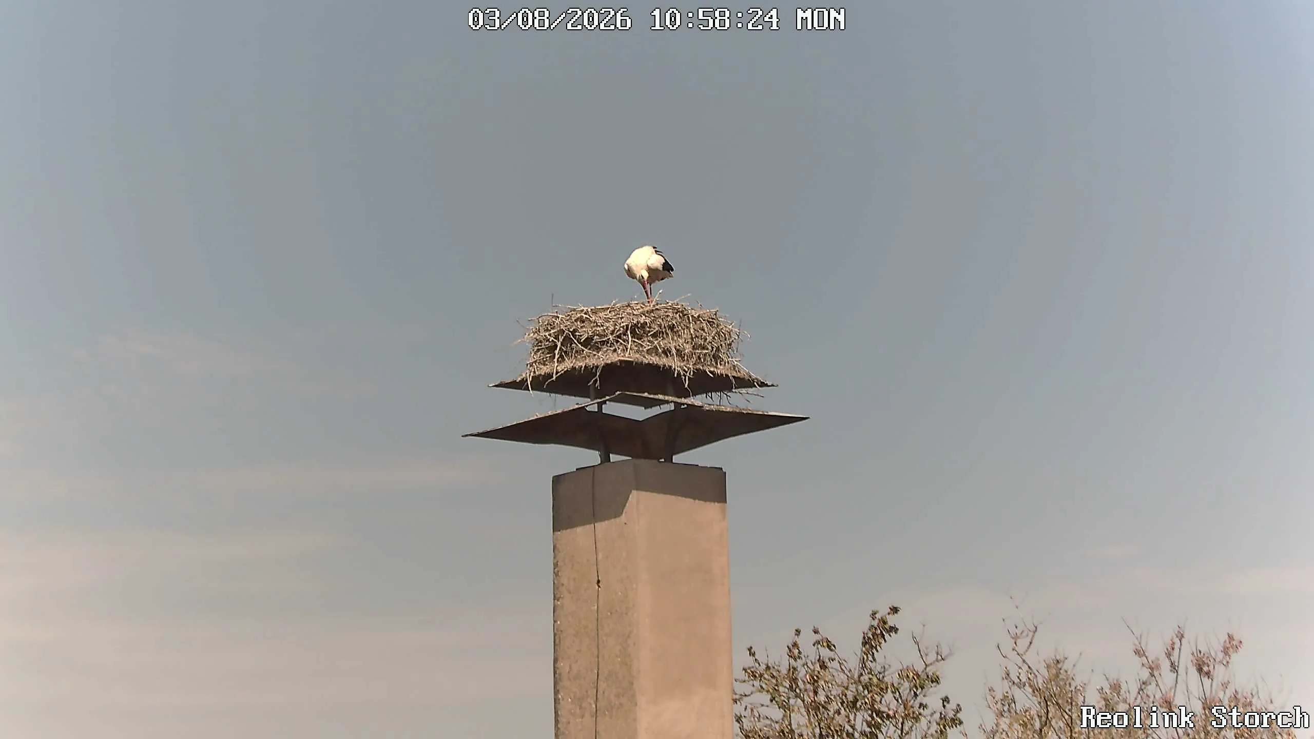 Storchencam Bild