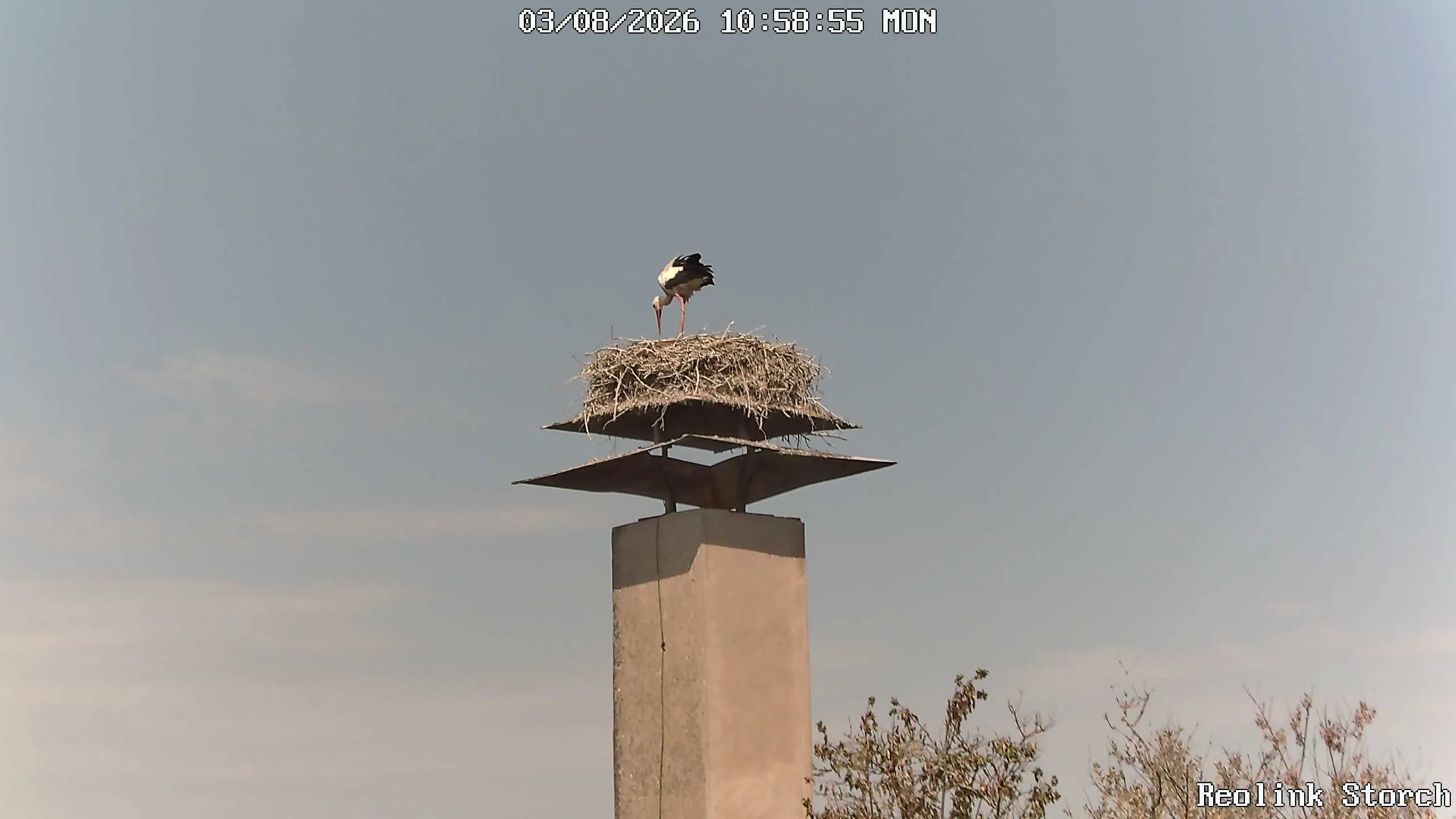 Storchencam Bild