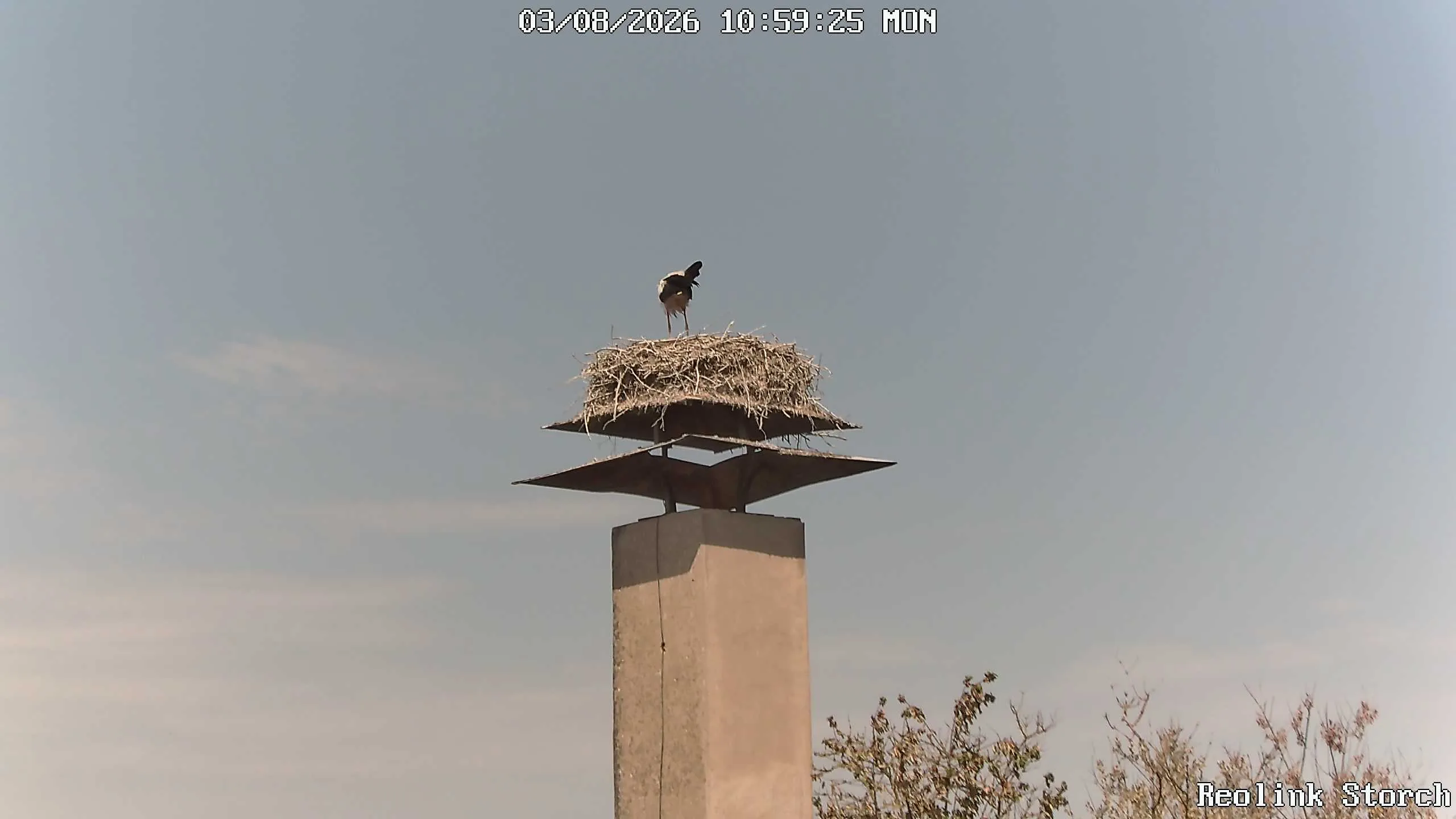 Storchencam Bild