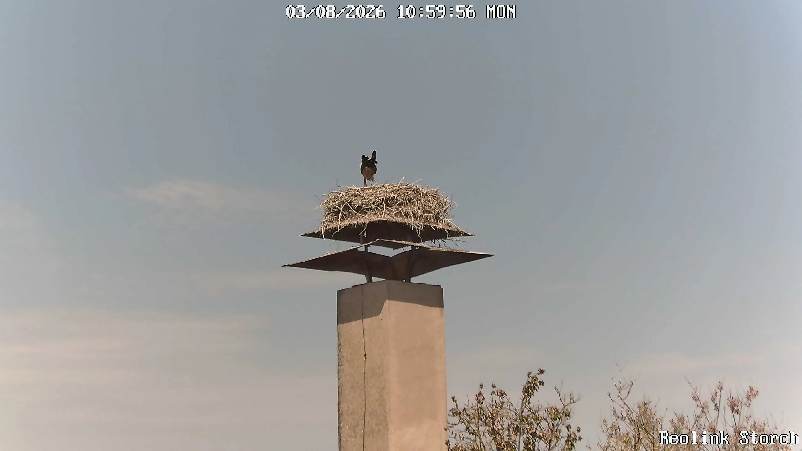 Storchencam Bild