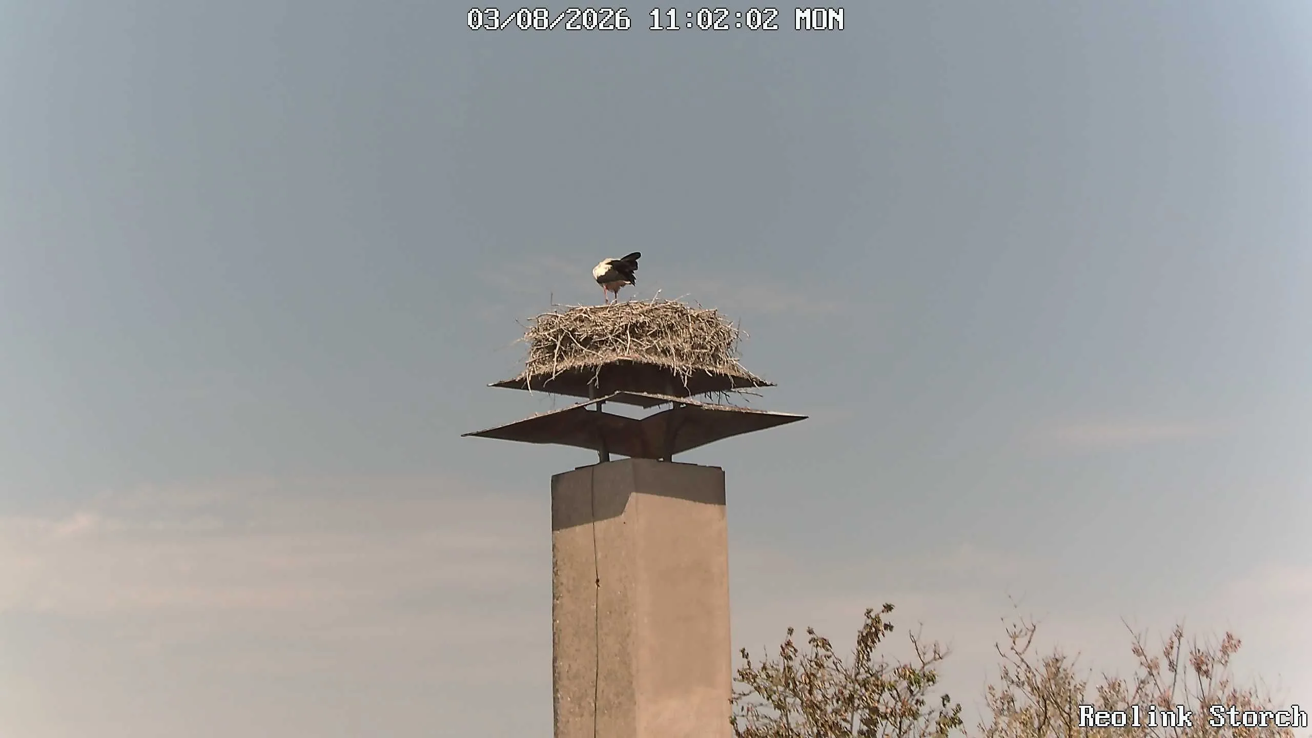 Storchencam Bild