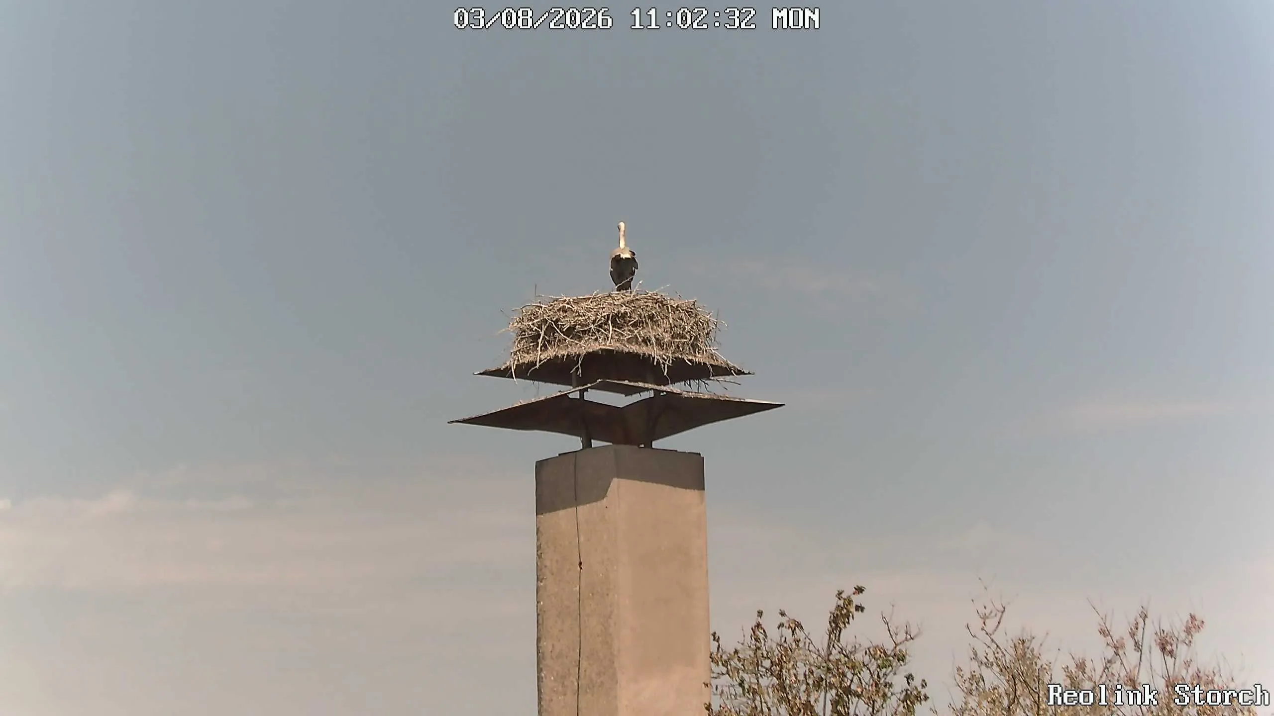 Storchencam Bild