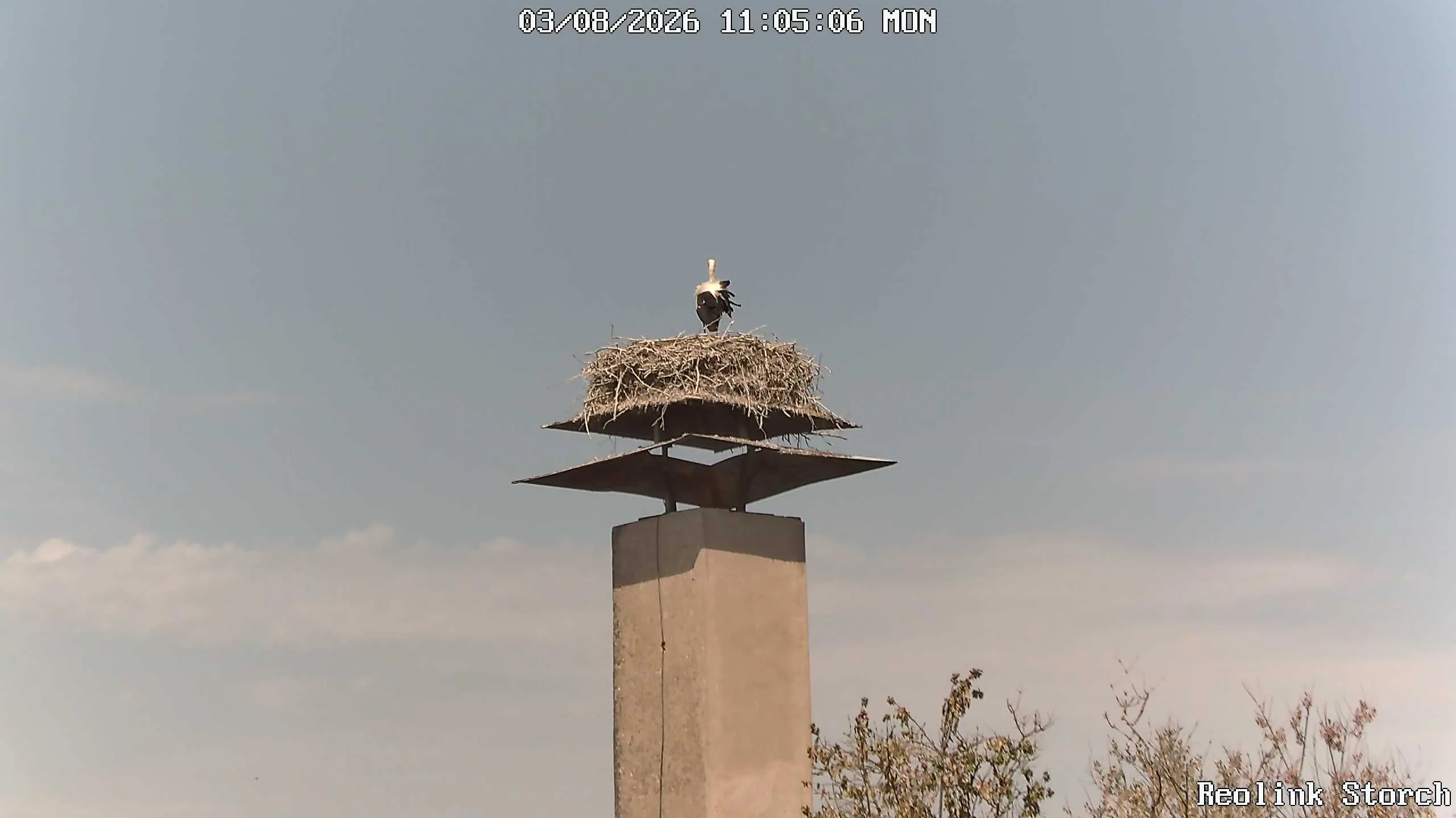 Storchencam Bild