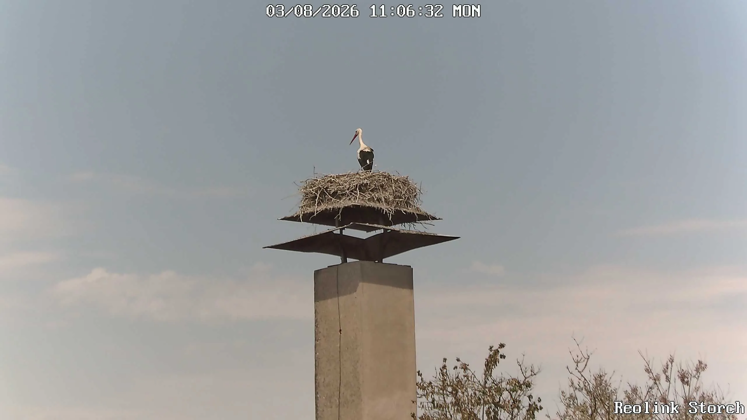 Storchencam Bild