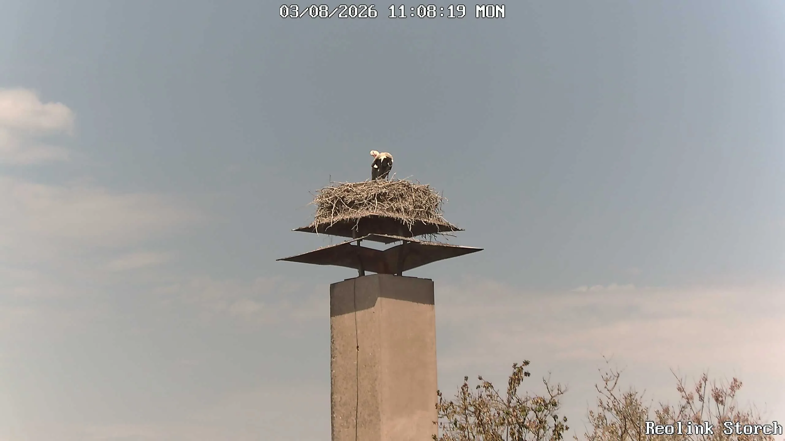 Storchencam Bild