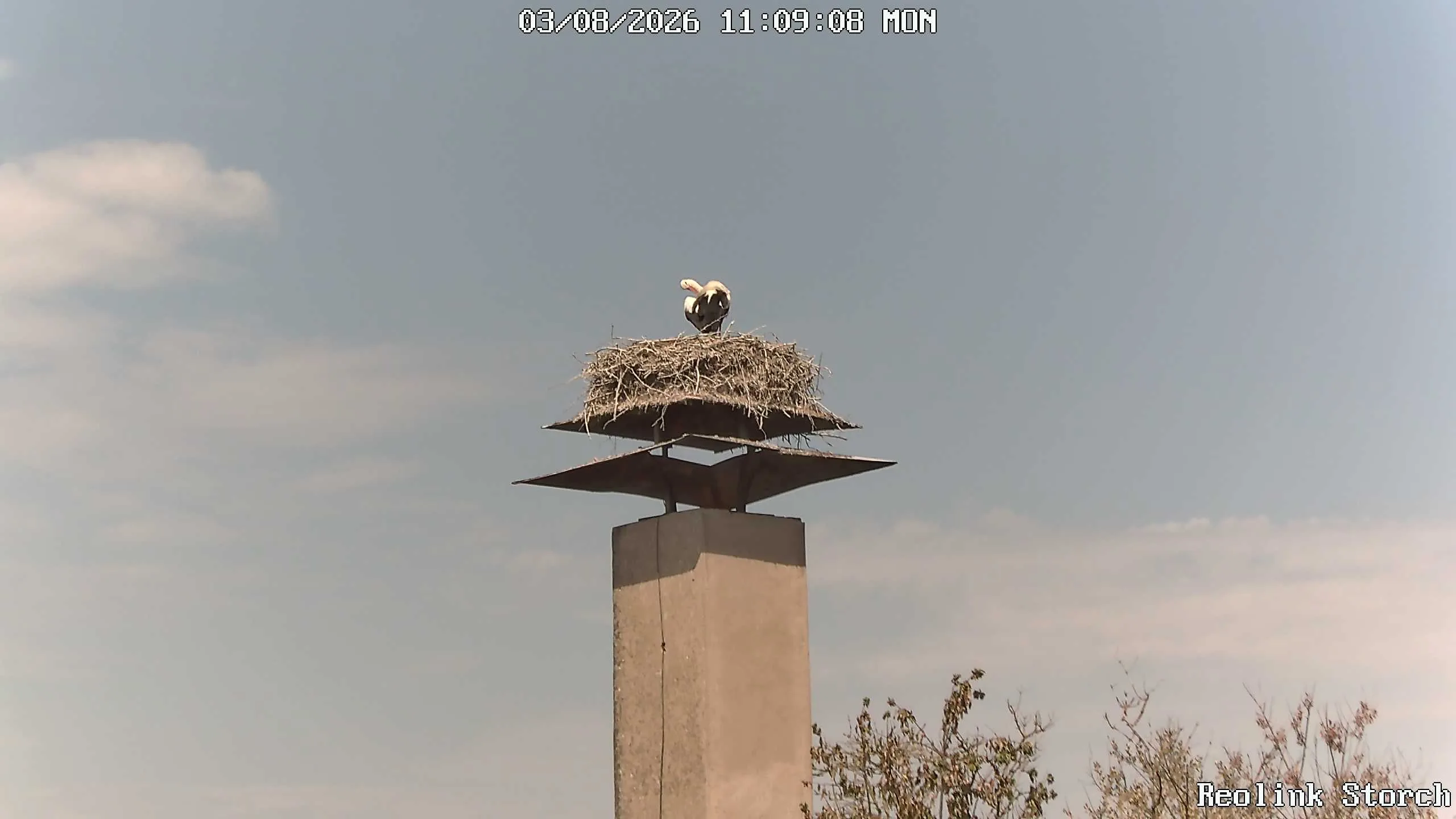 Storchencam Bild