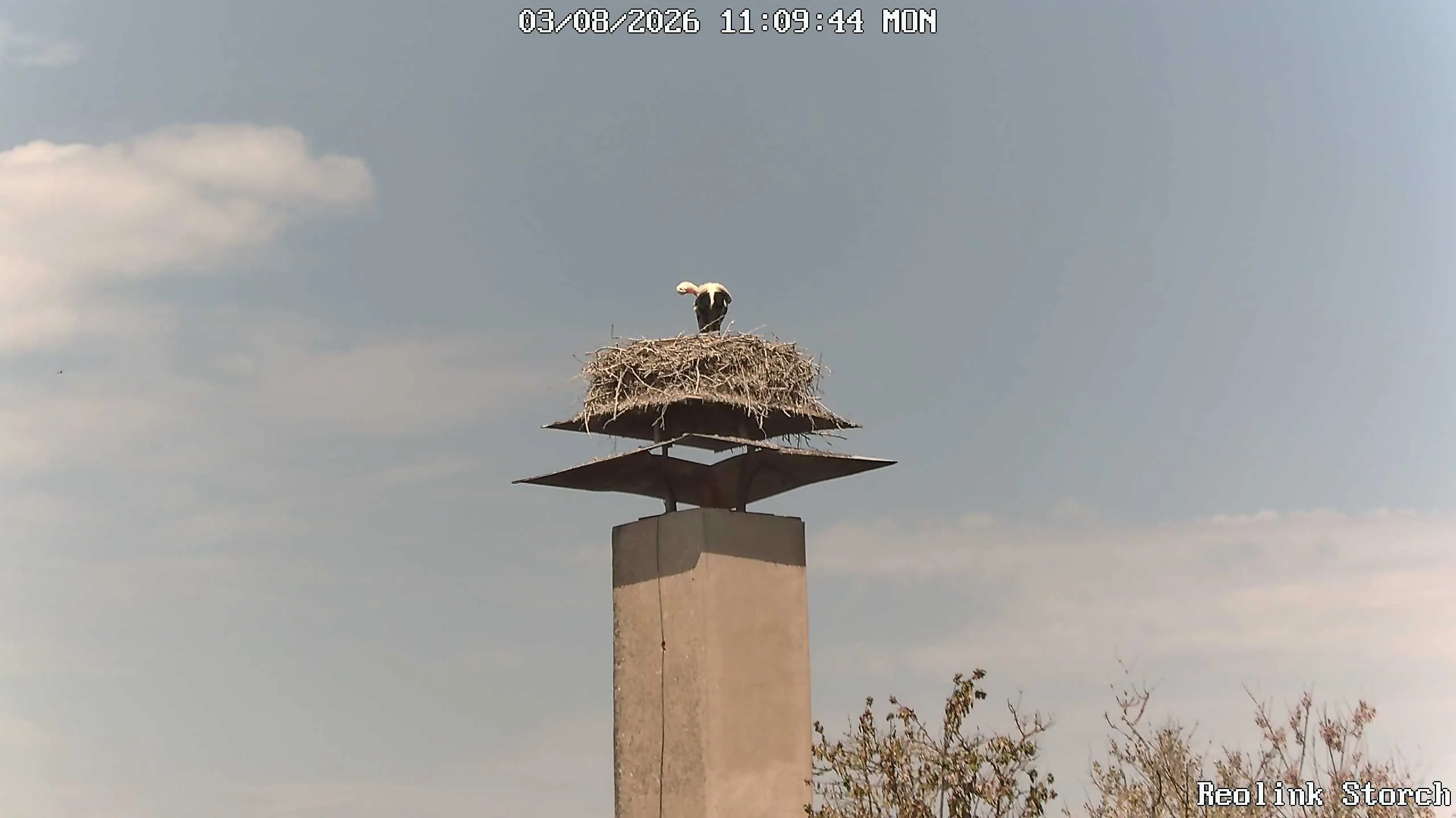 Storchencam Bild