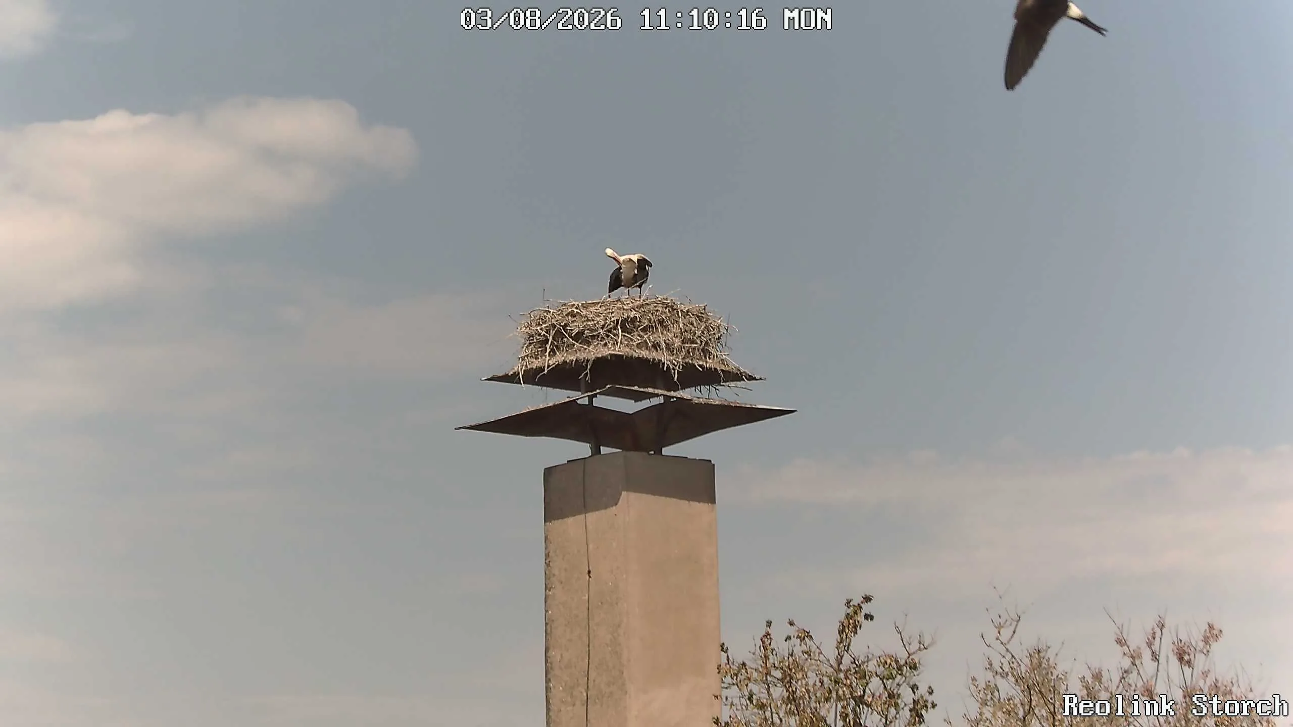 Storchencam Bild