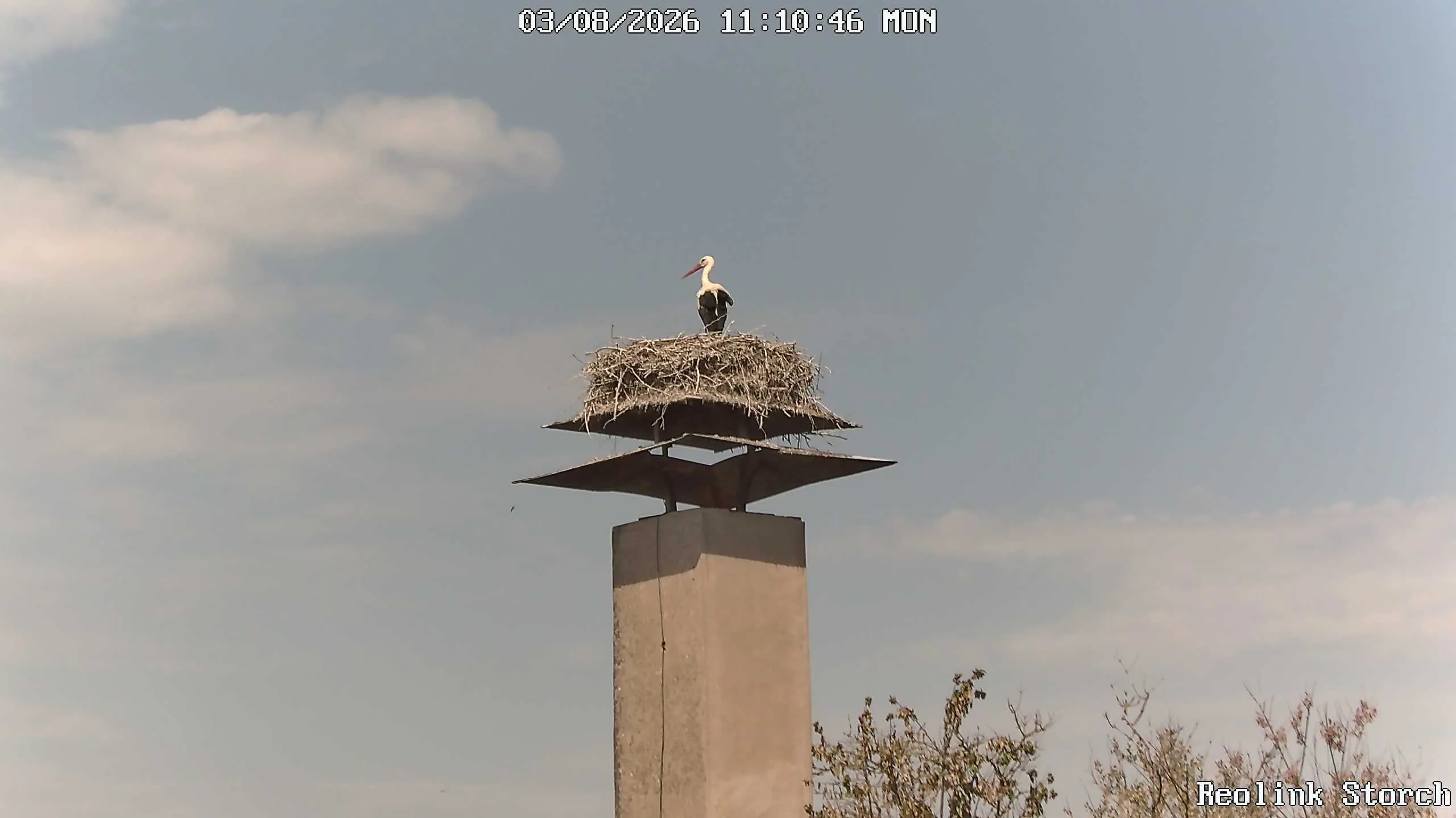 Storchencam Bild
