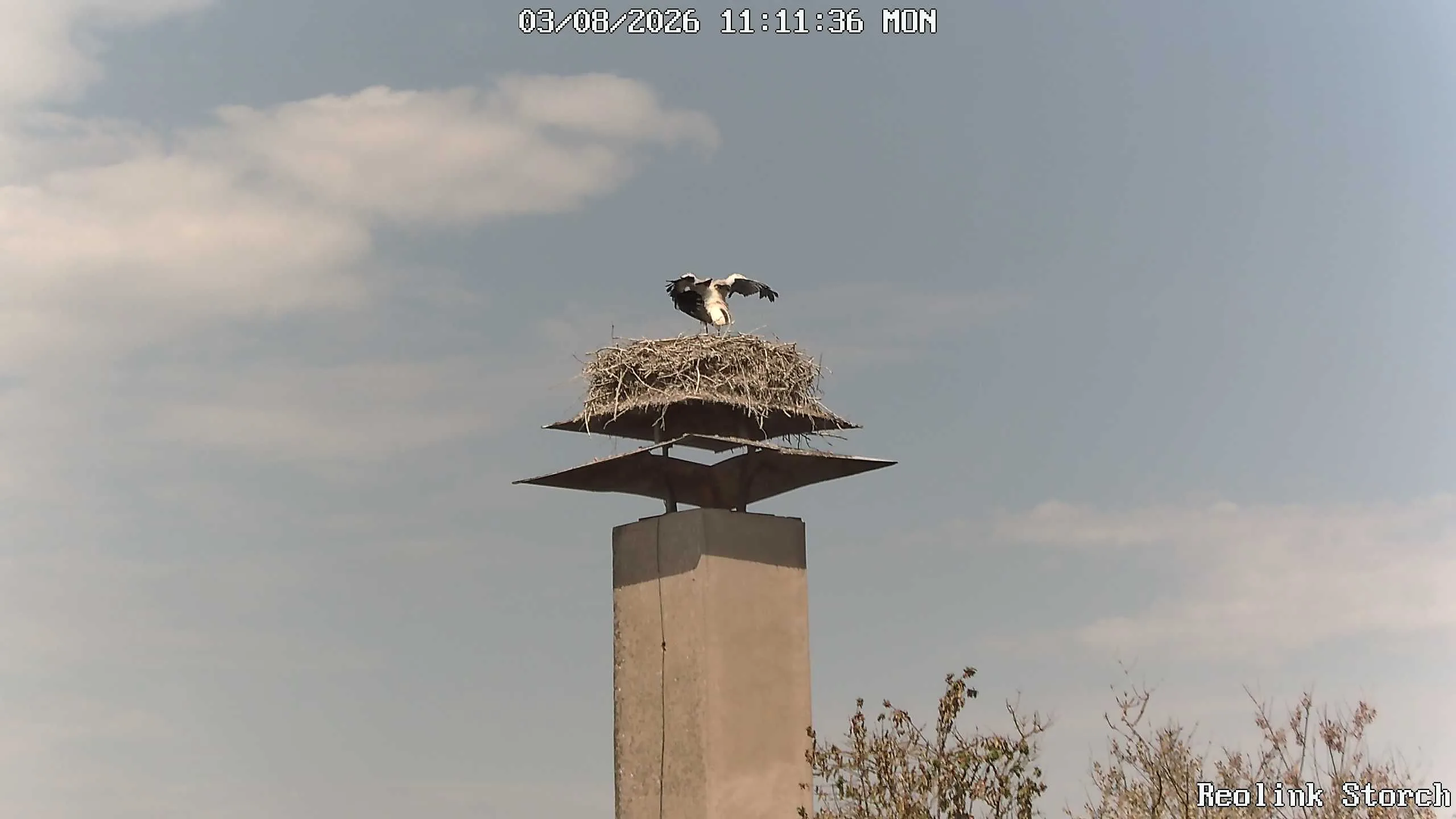 Storchencam Bild