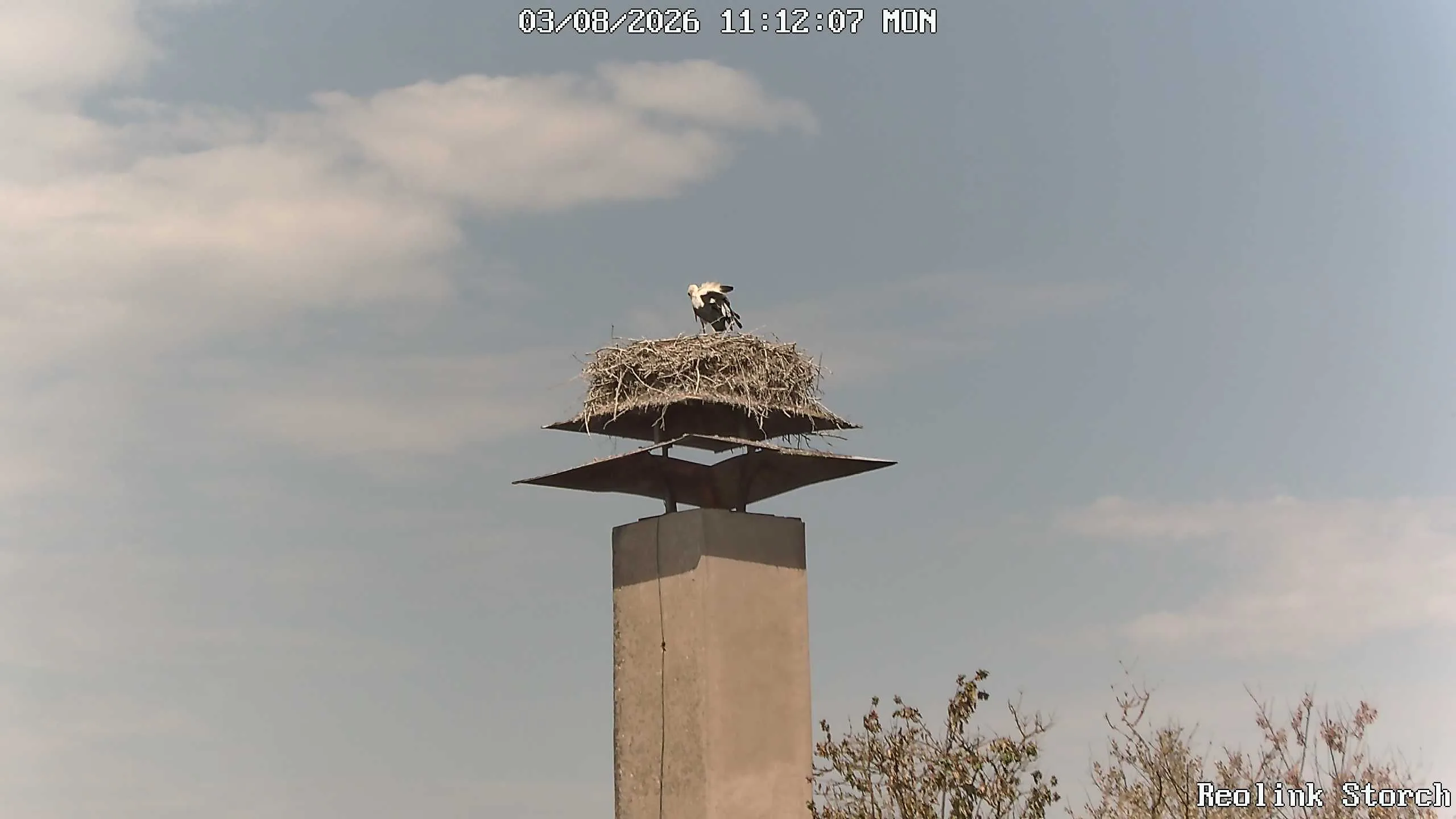 Storchencam Bild
