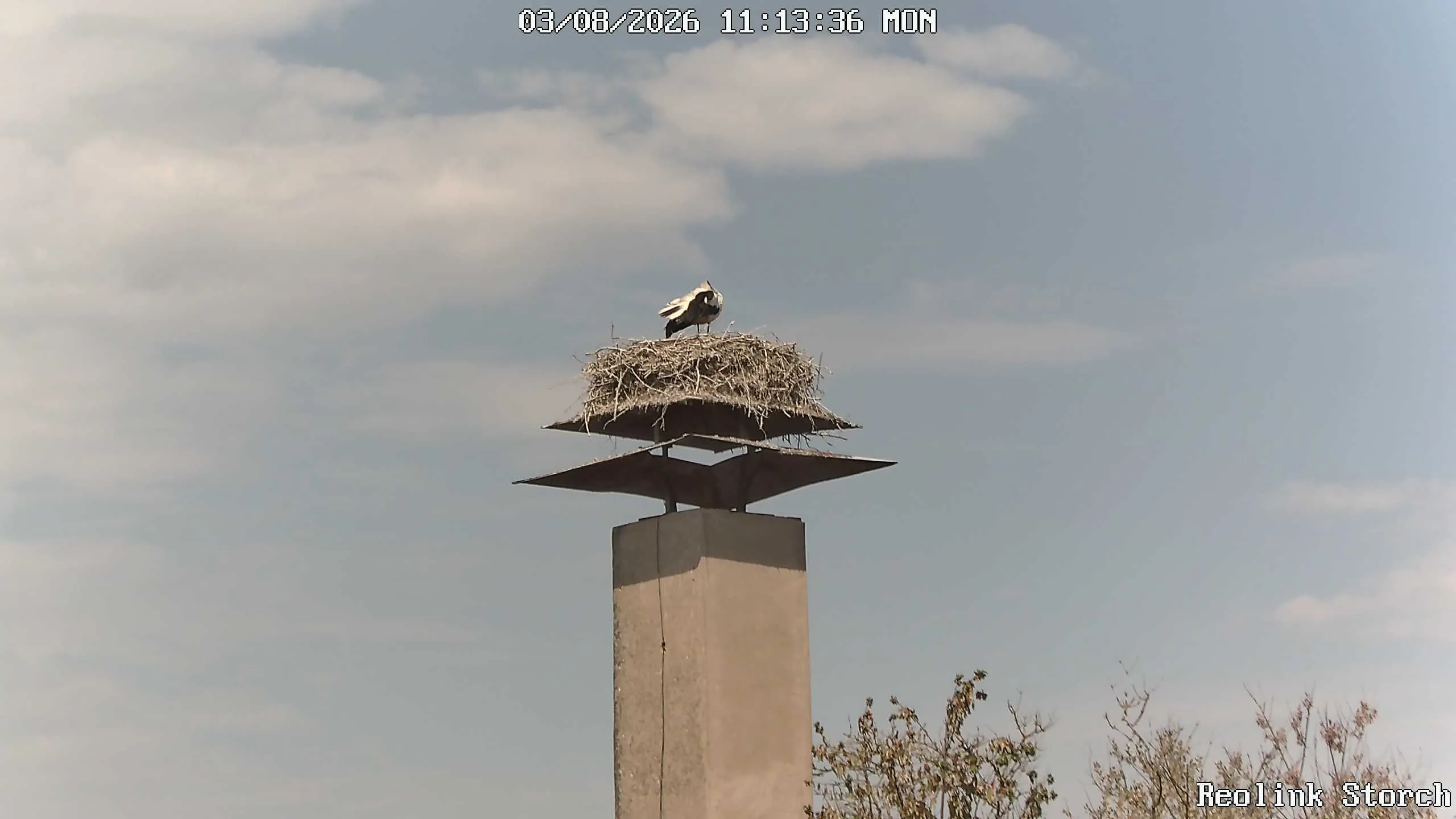 Storchencam Bild
