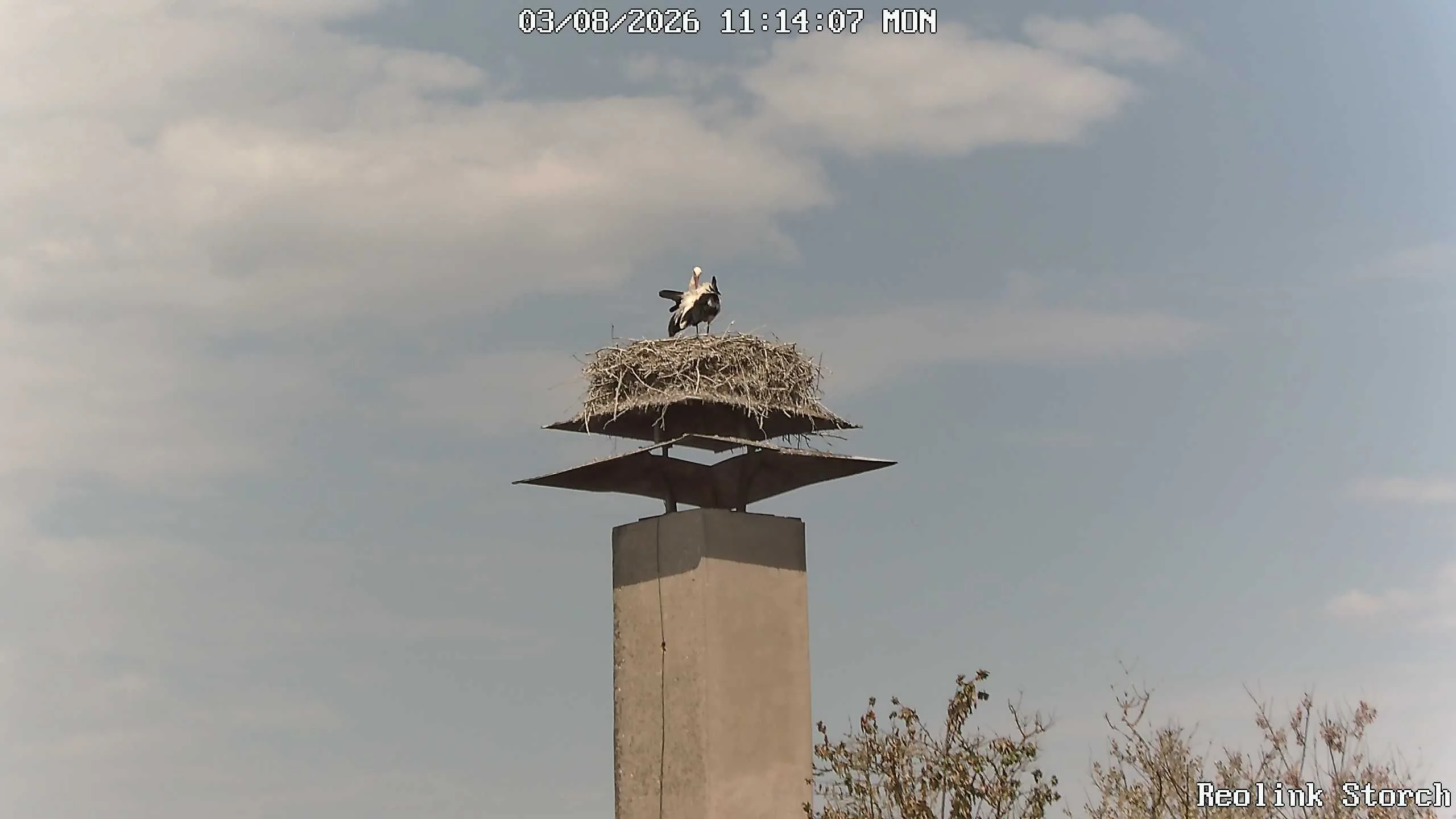 Storchencam Bild