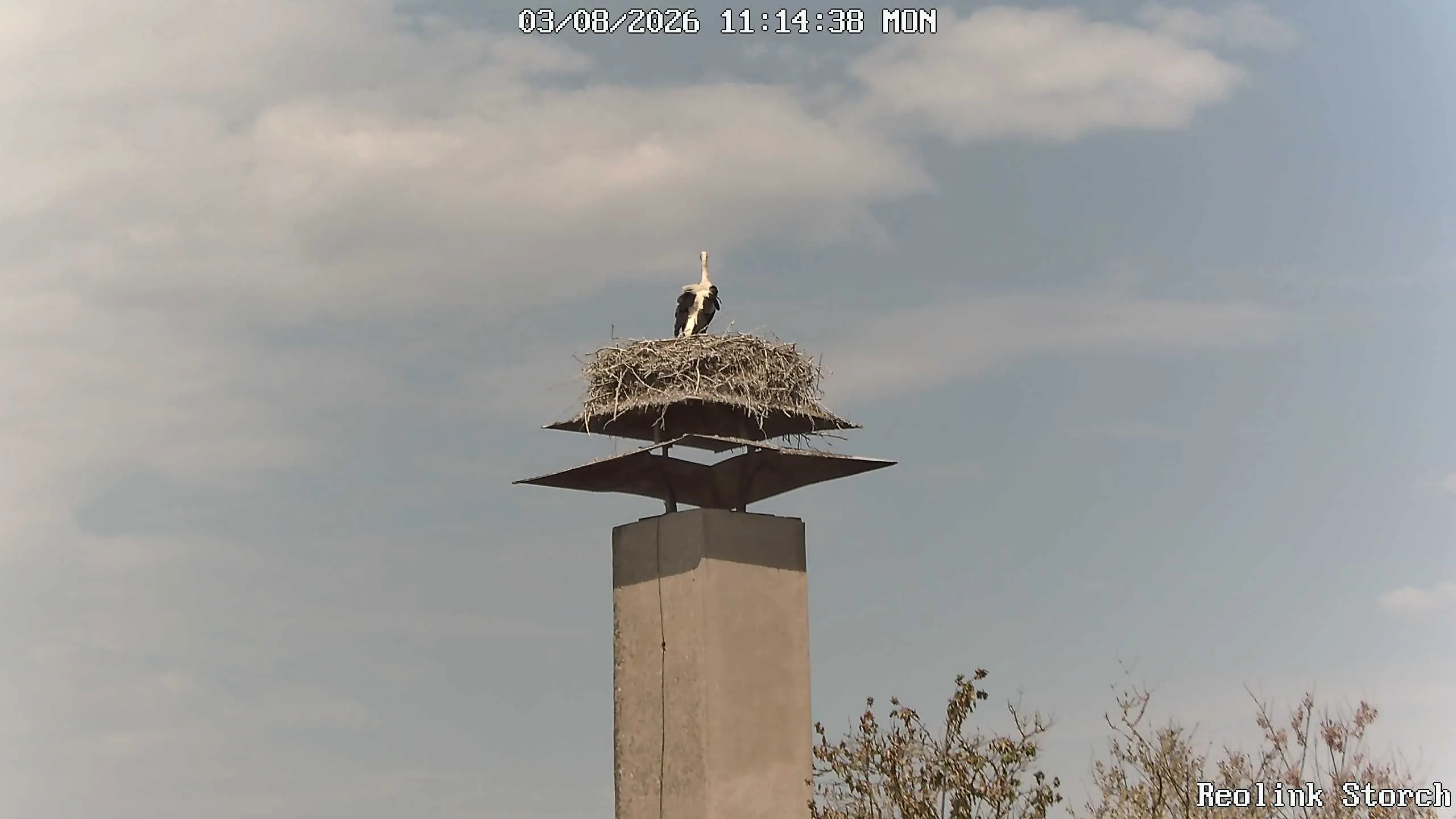 Storchencam Bild