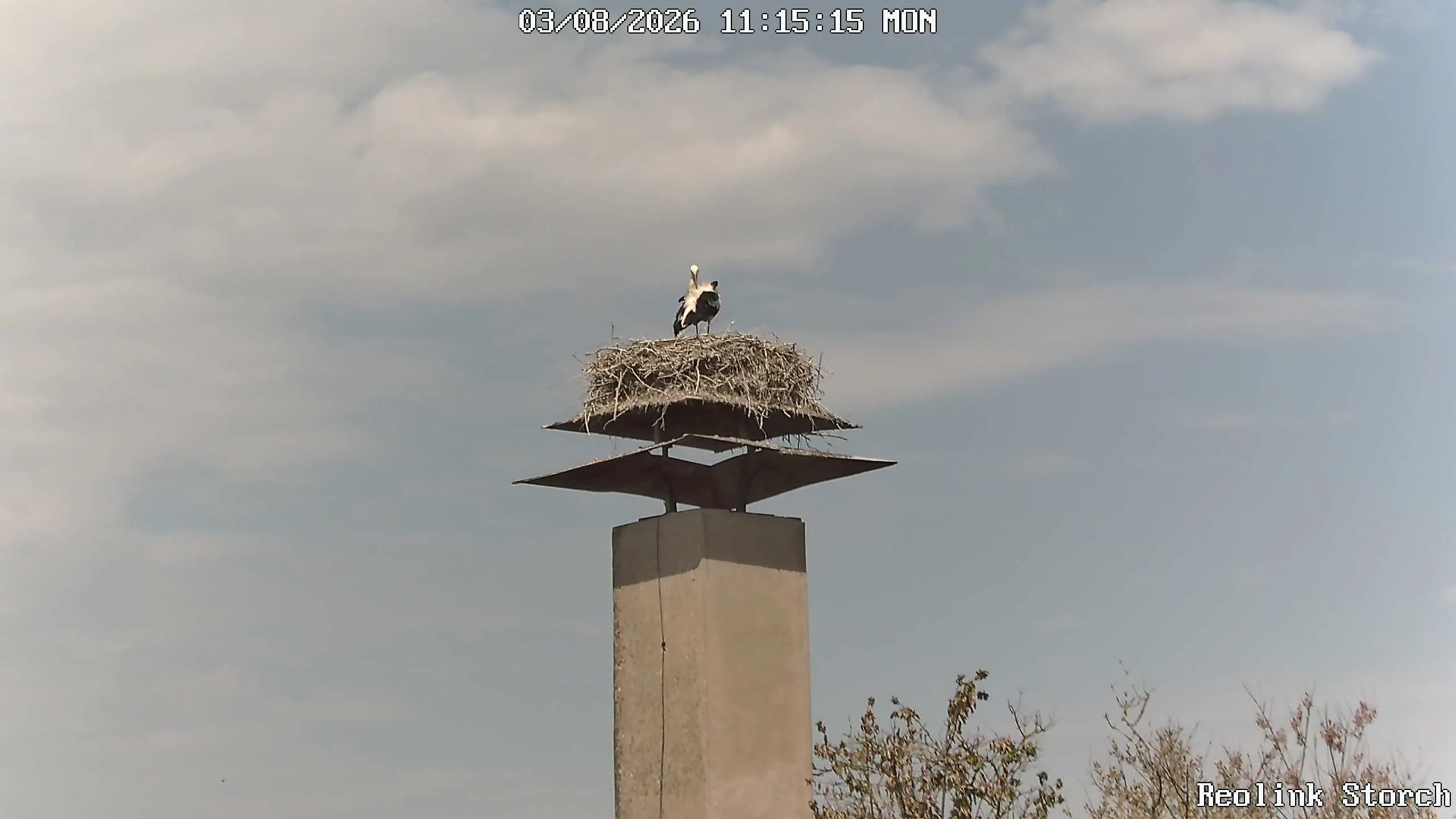 Storchencam Bild