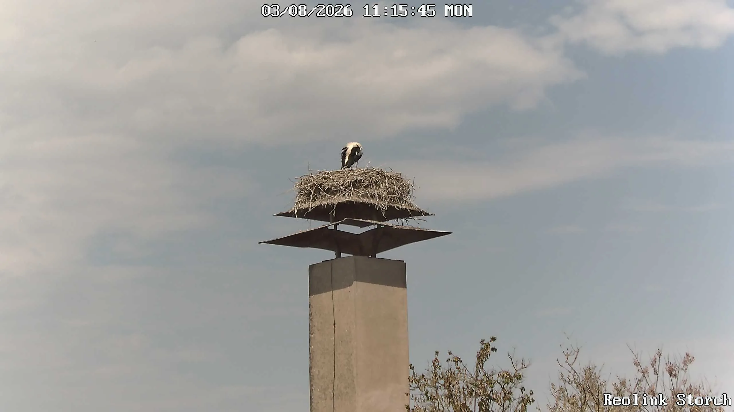 Storchencam Bild