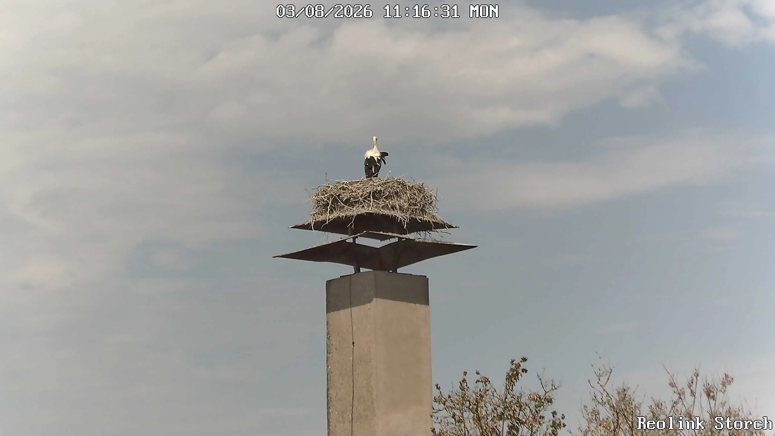 Storchencam Bild