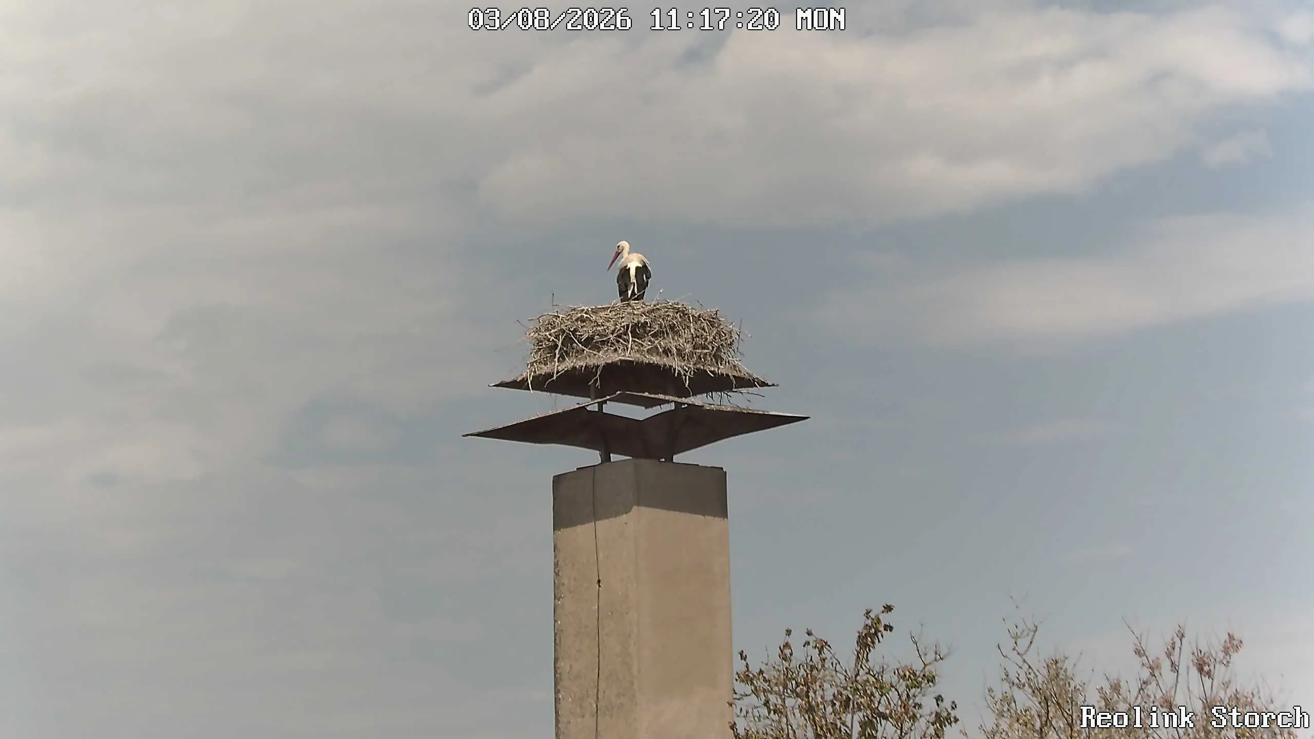 Storchencam Bild