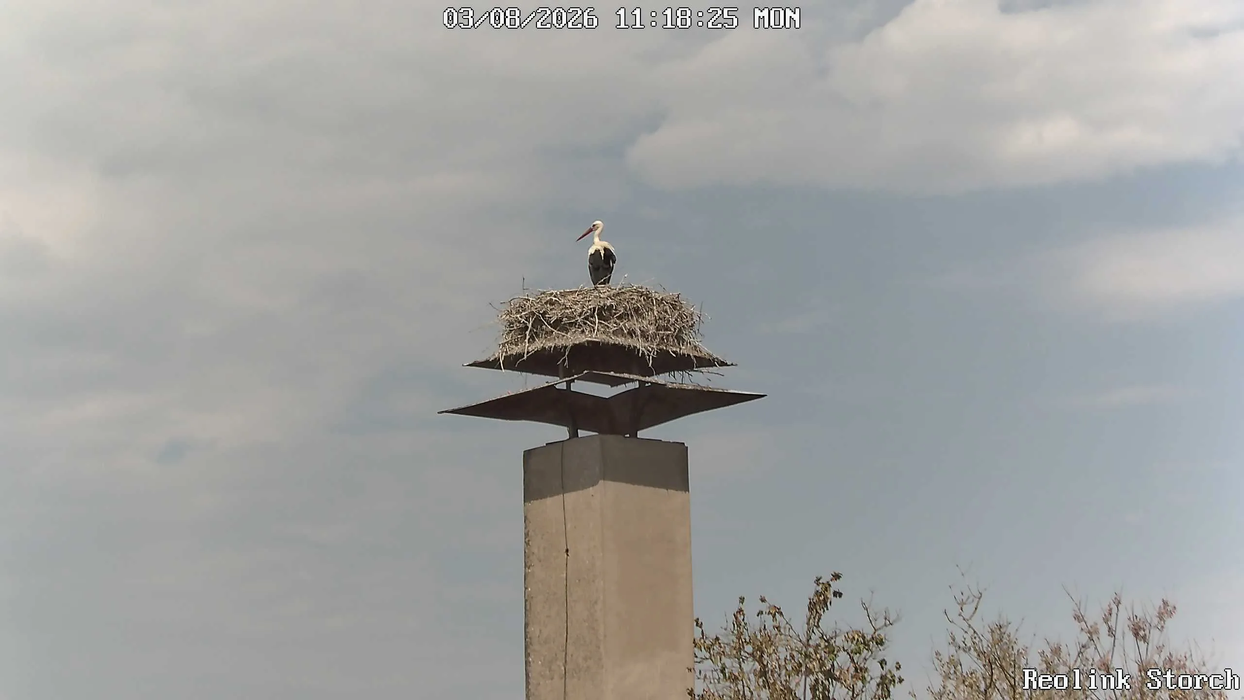 Storchencam Bild
