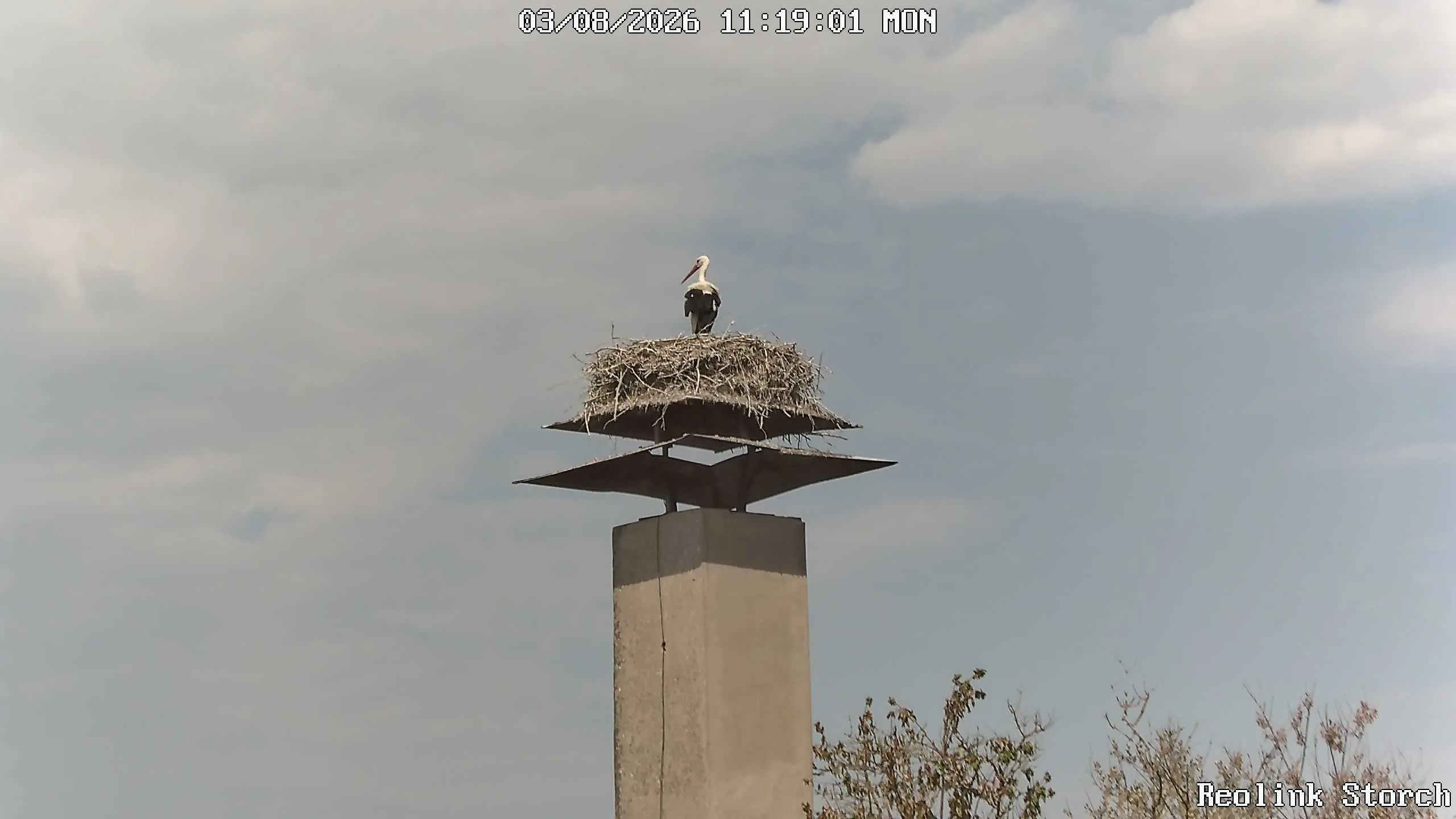 Storchencam Bild