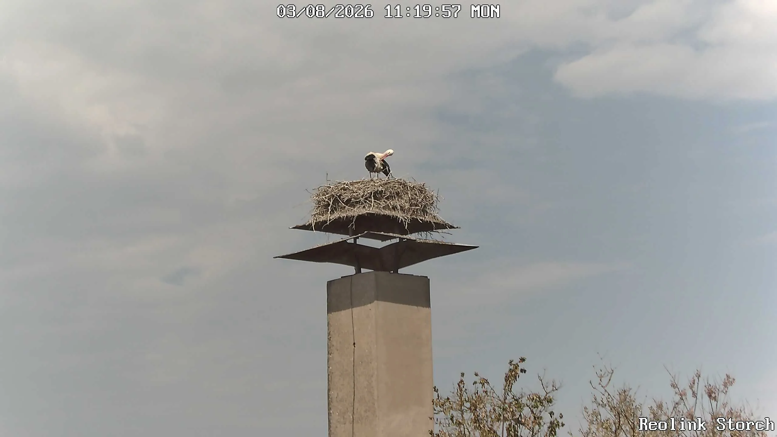 Storchencam Bild