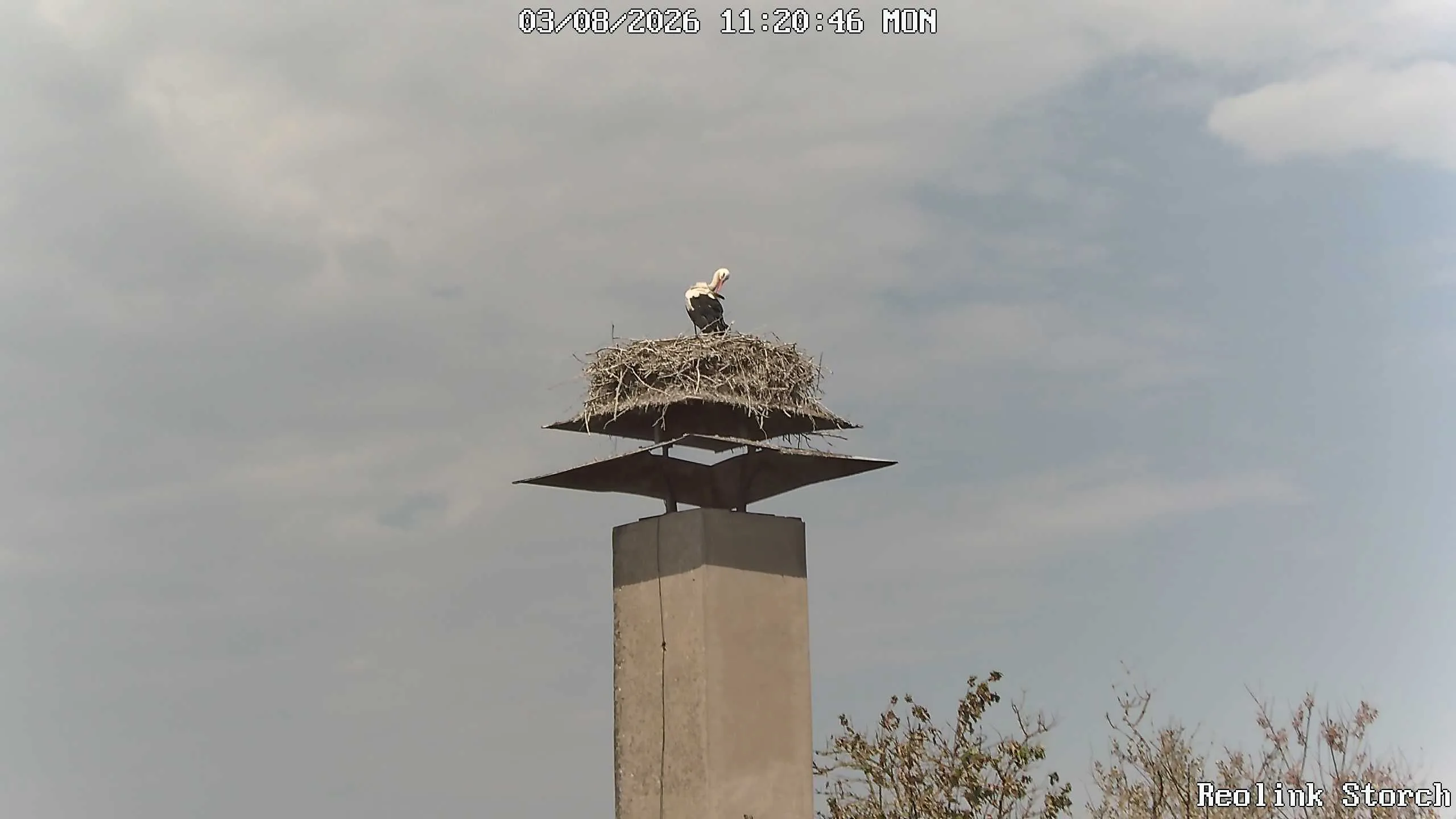 Storchencam Bild
