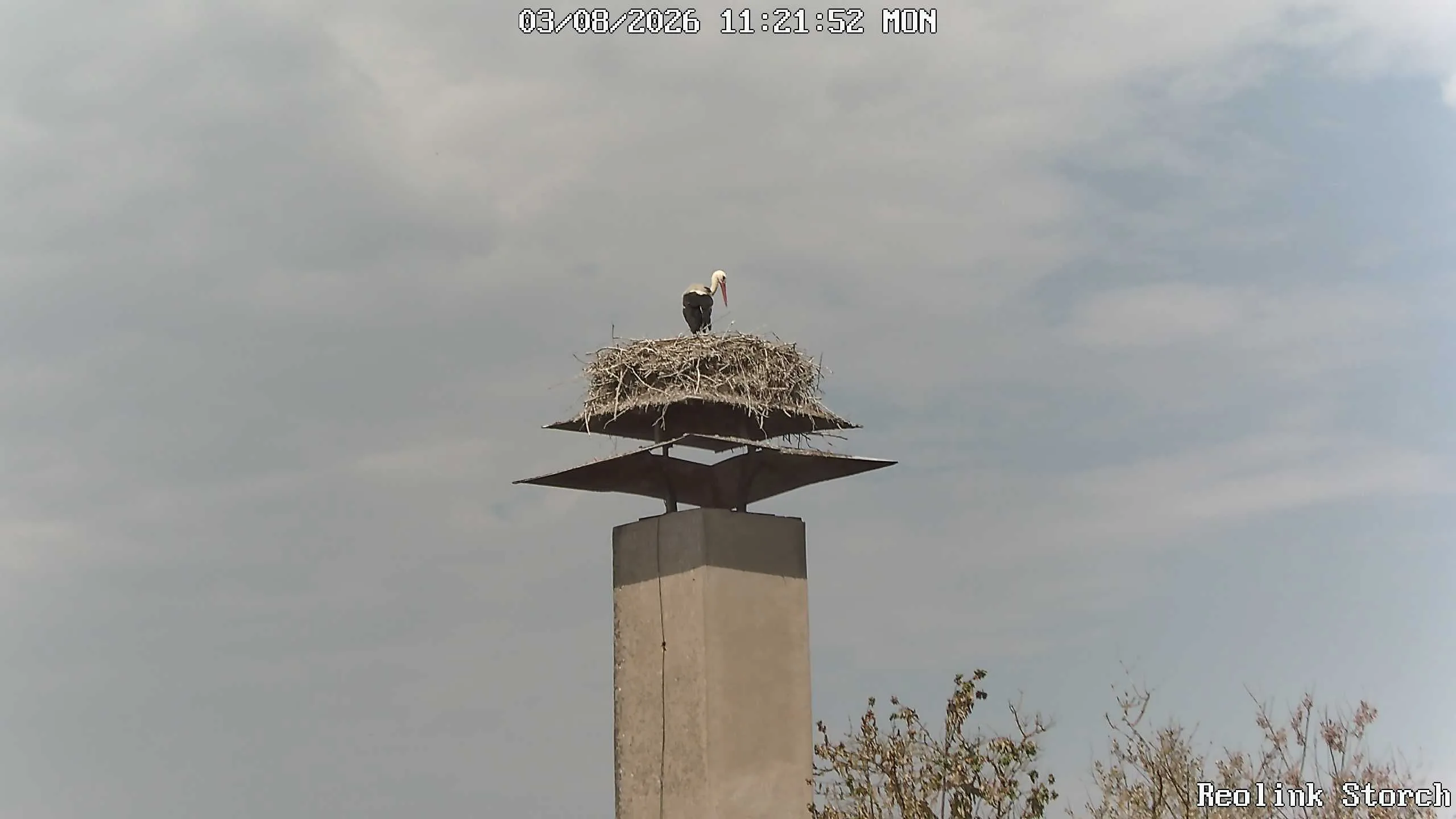Storchencam Bild