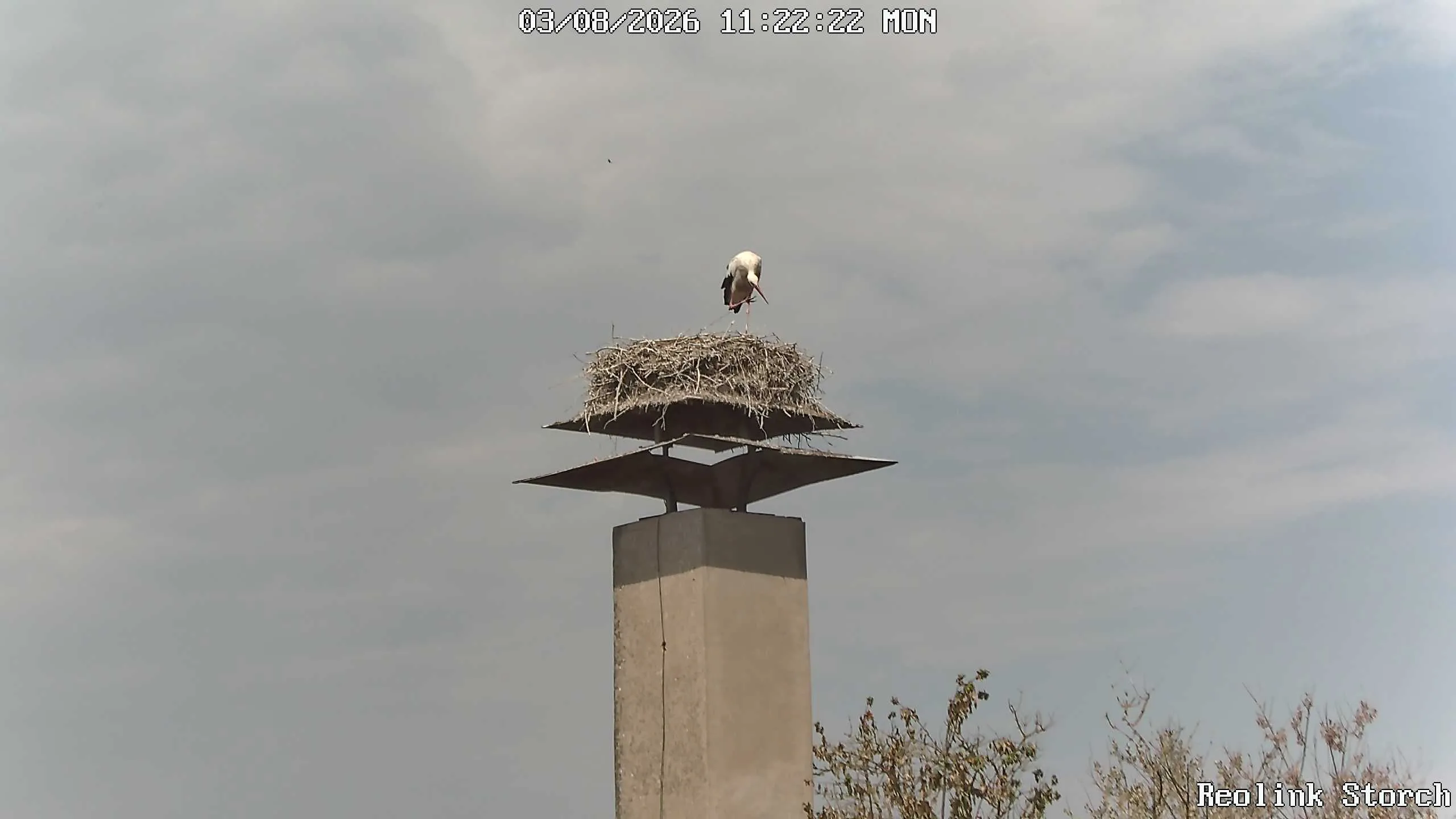 Storchencam Bild