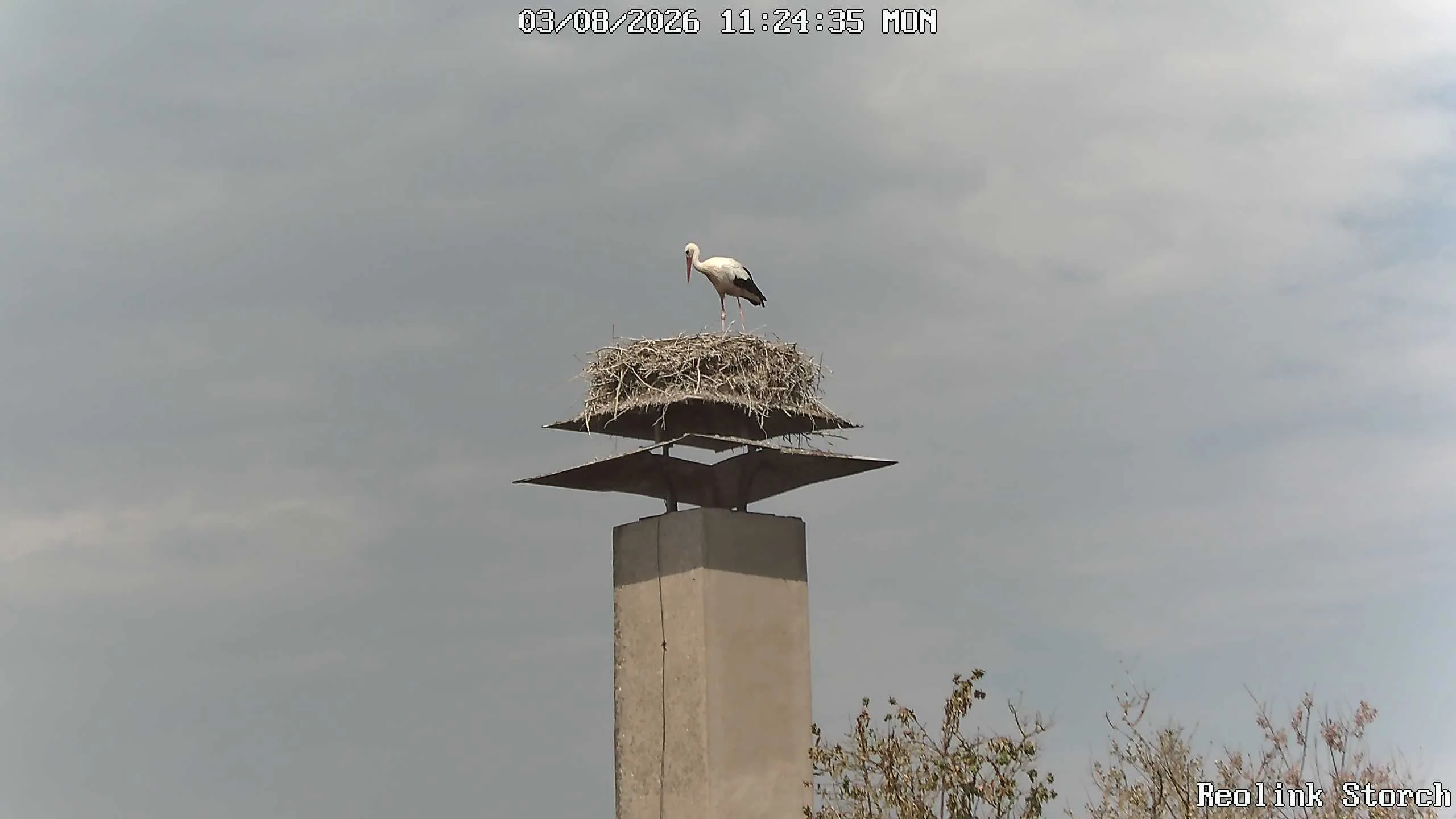 Storchencam Bild