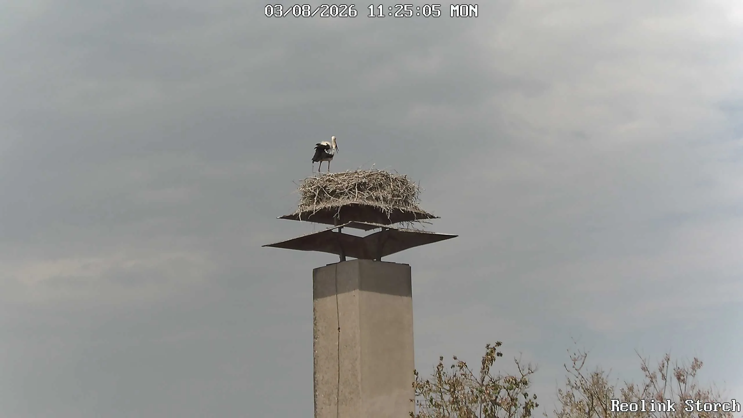 Storchencam Bild