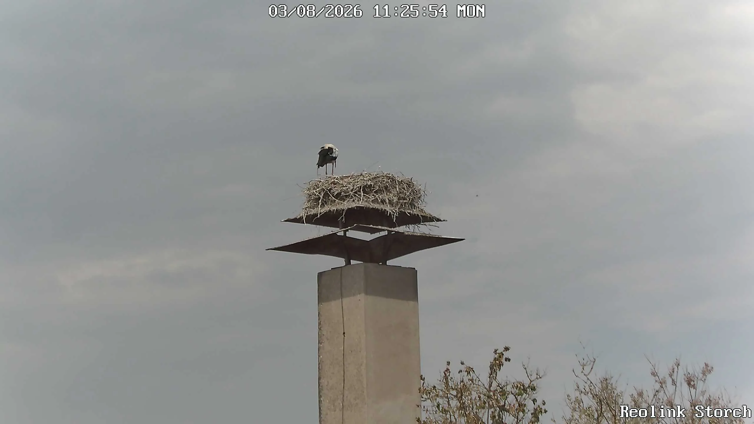 Storchencam Bild